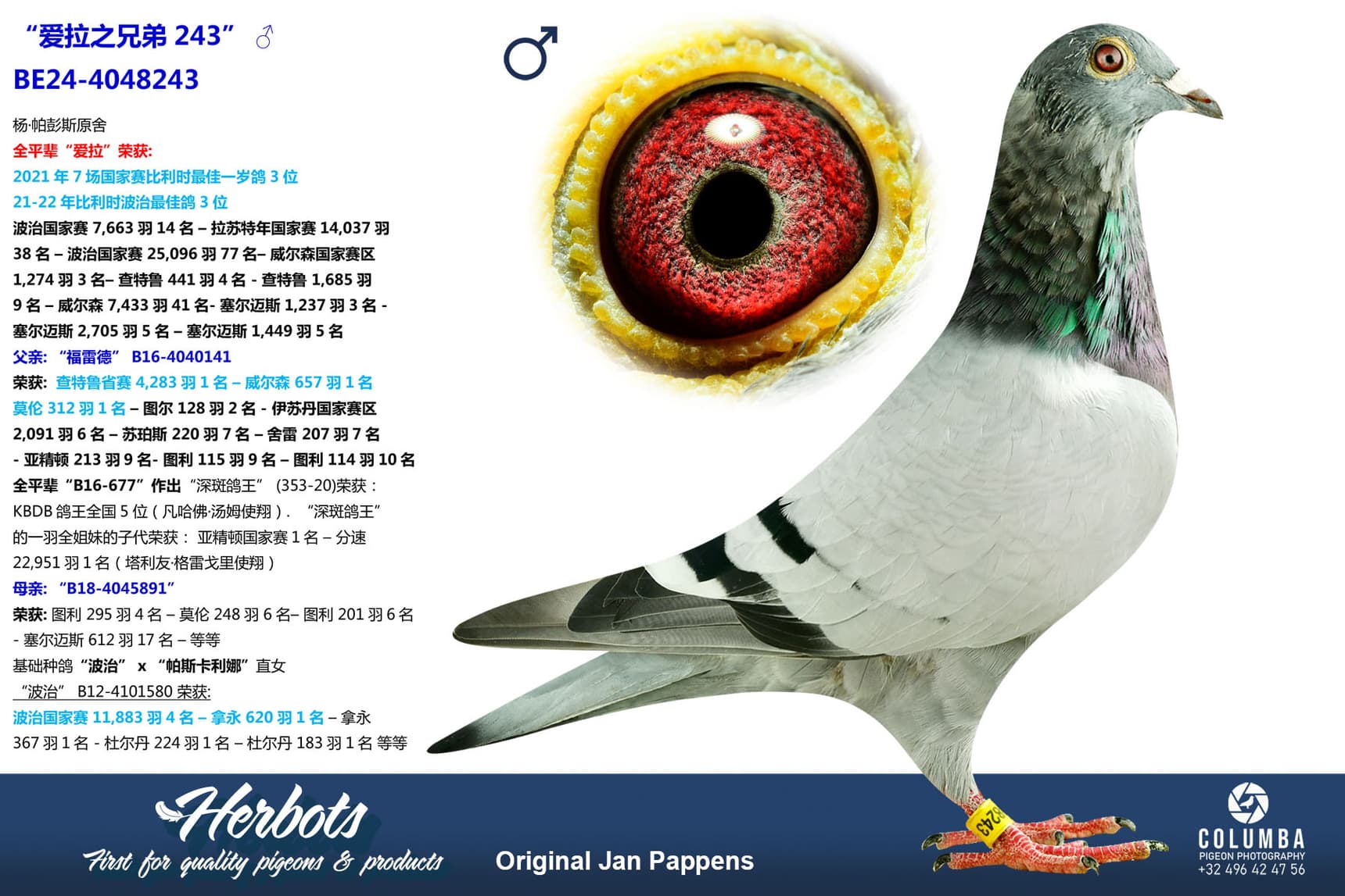 pigeon: undefined