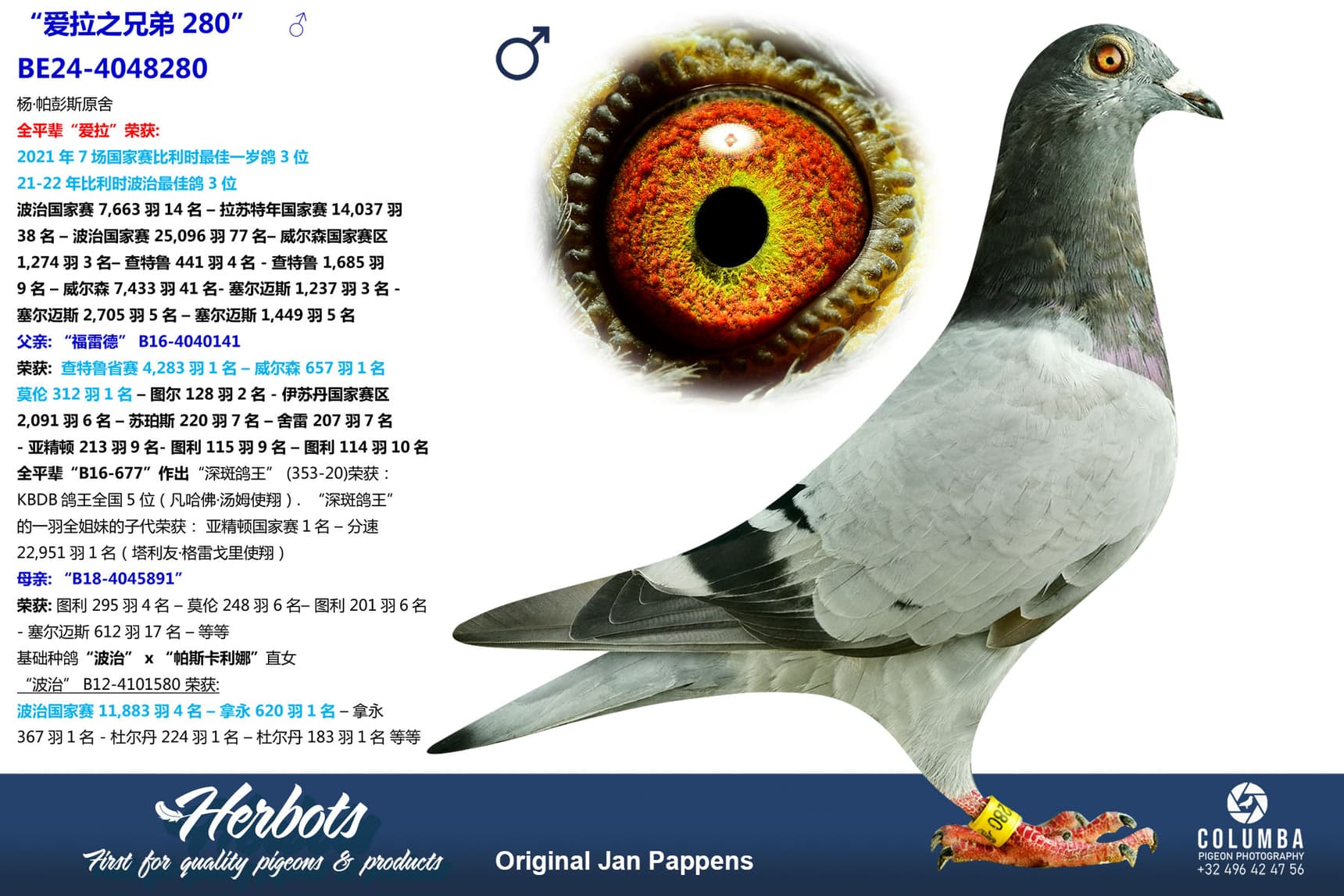 pigeon: undefined