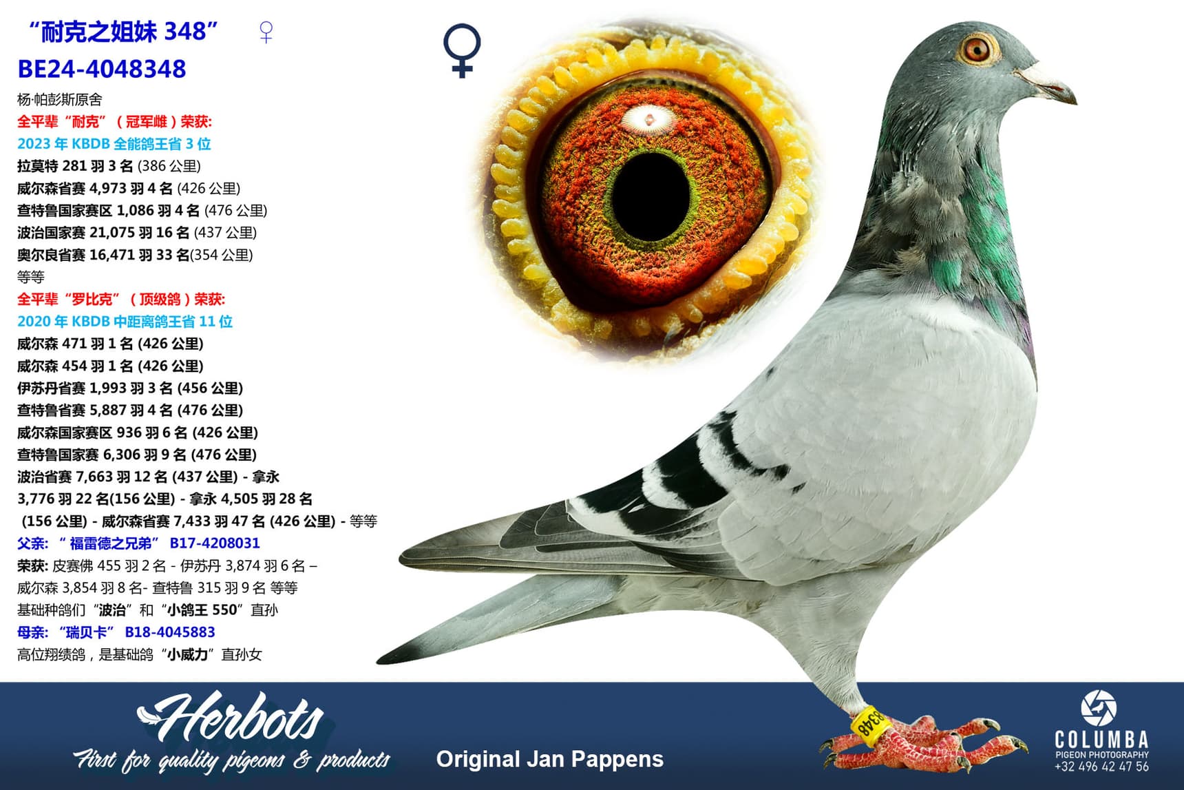 pigeon: undefined
