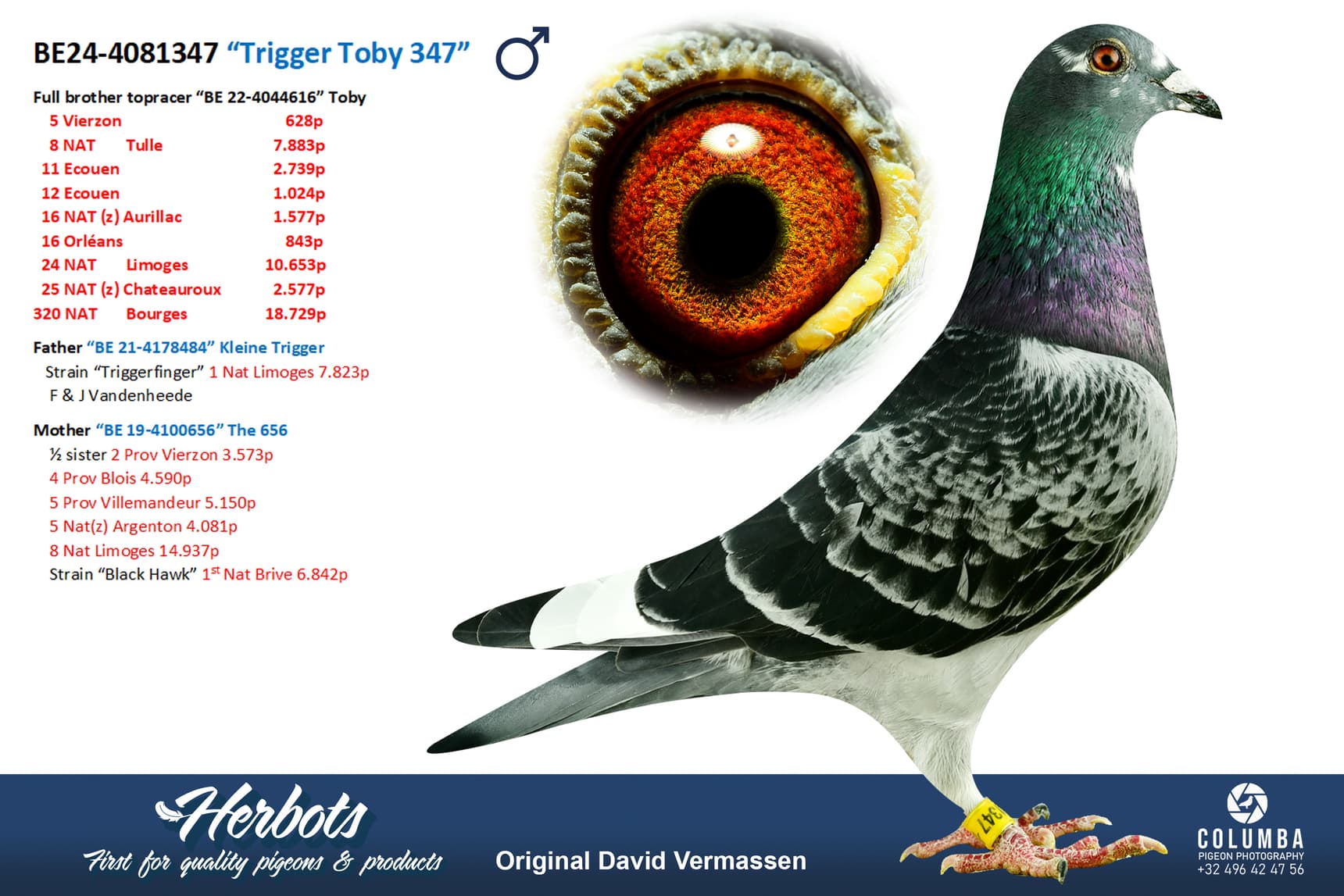 pigeon: undefined