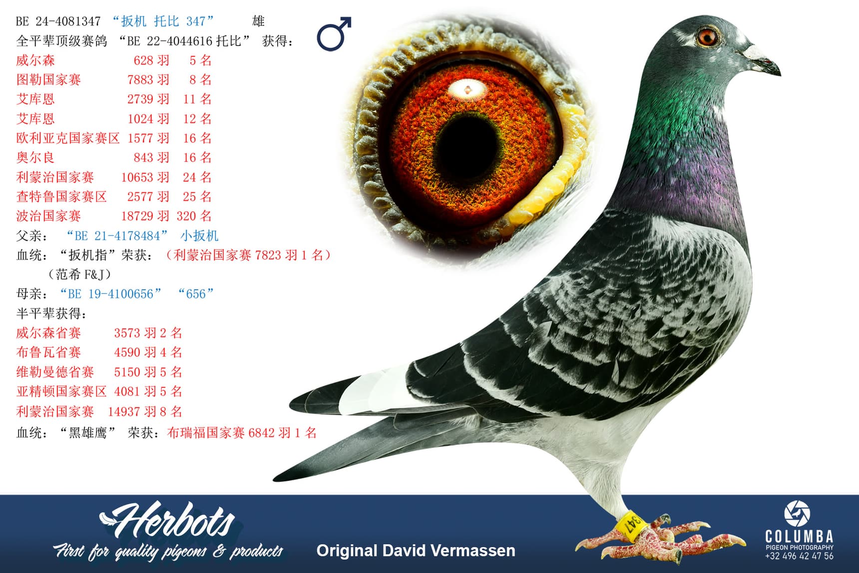 pigeon: undefined