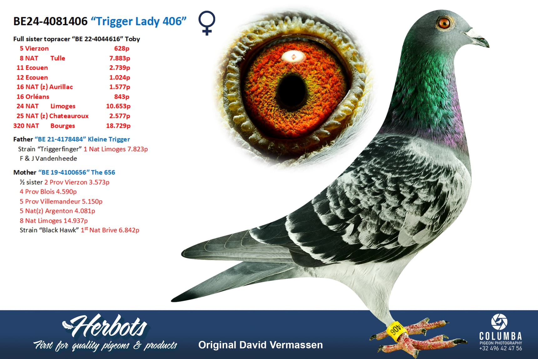 pigeon: undefined