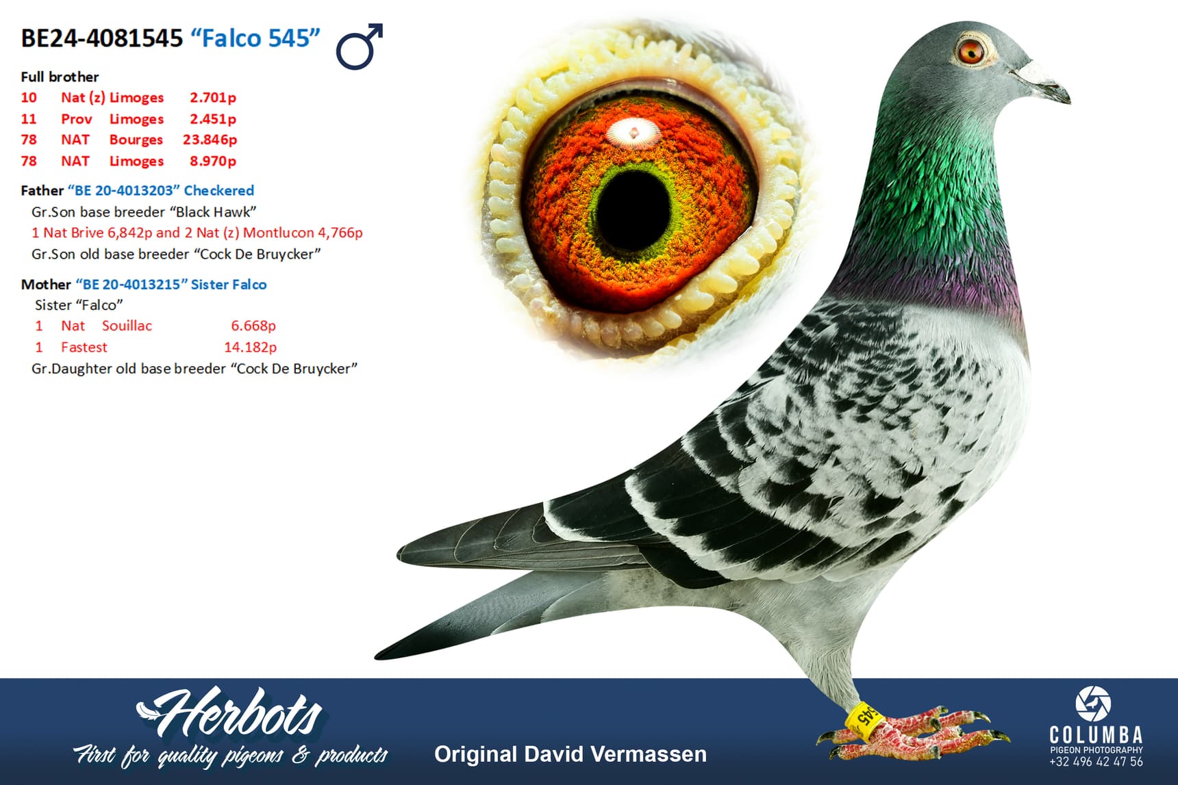pigeon: undefined