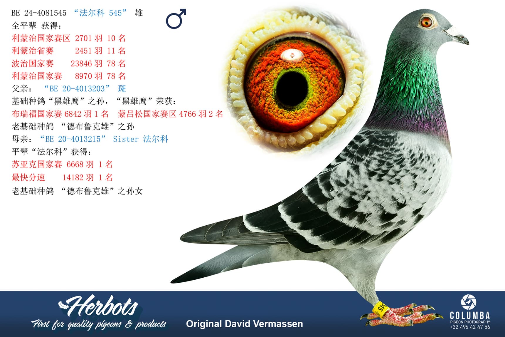 pigeon: undefined