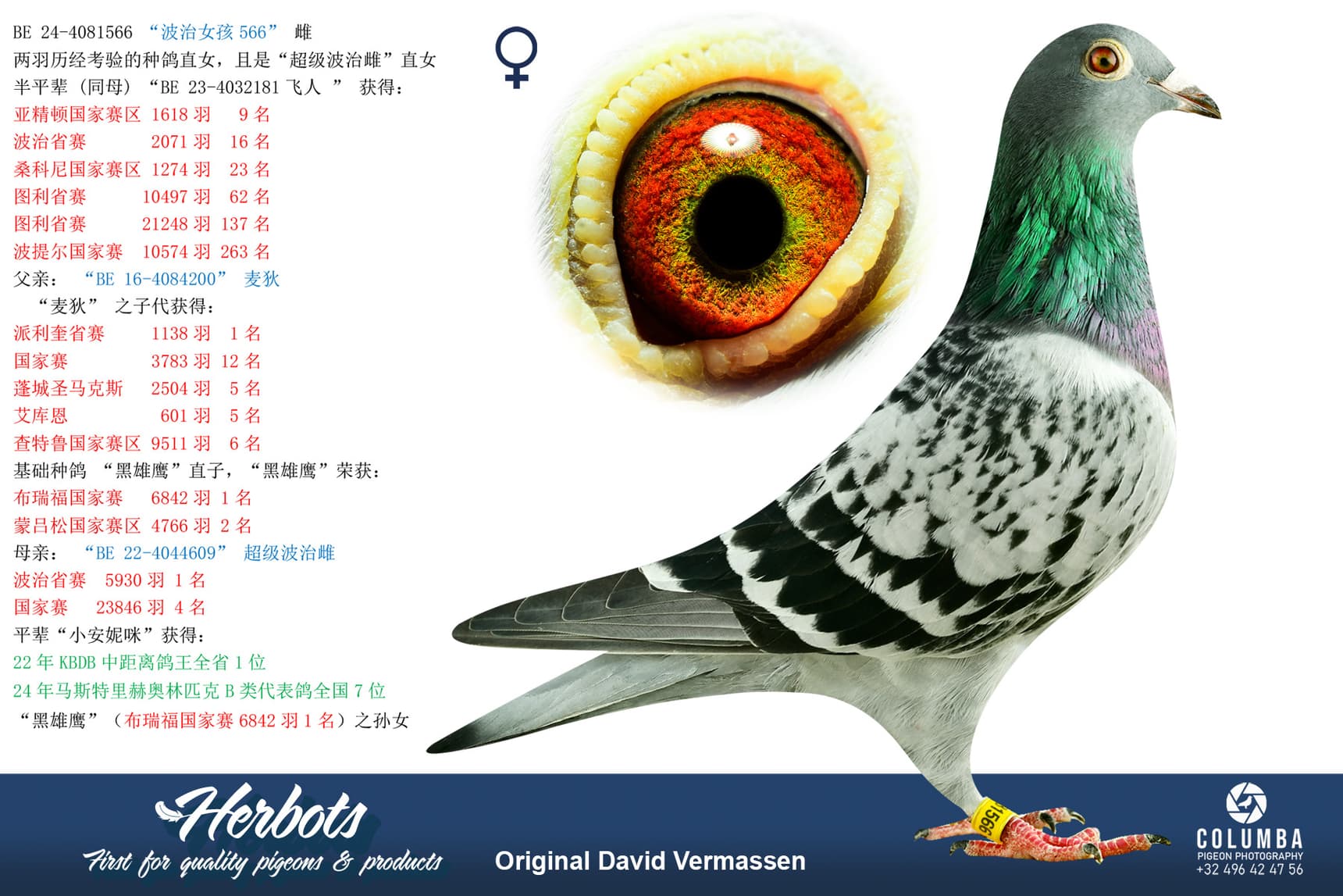 pigeon: undefined