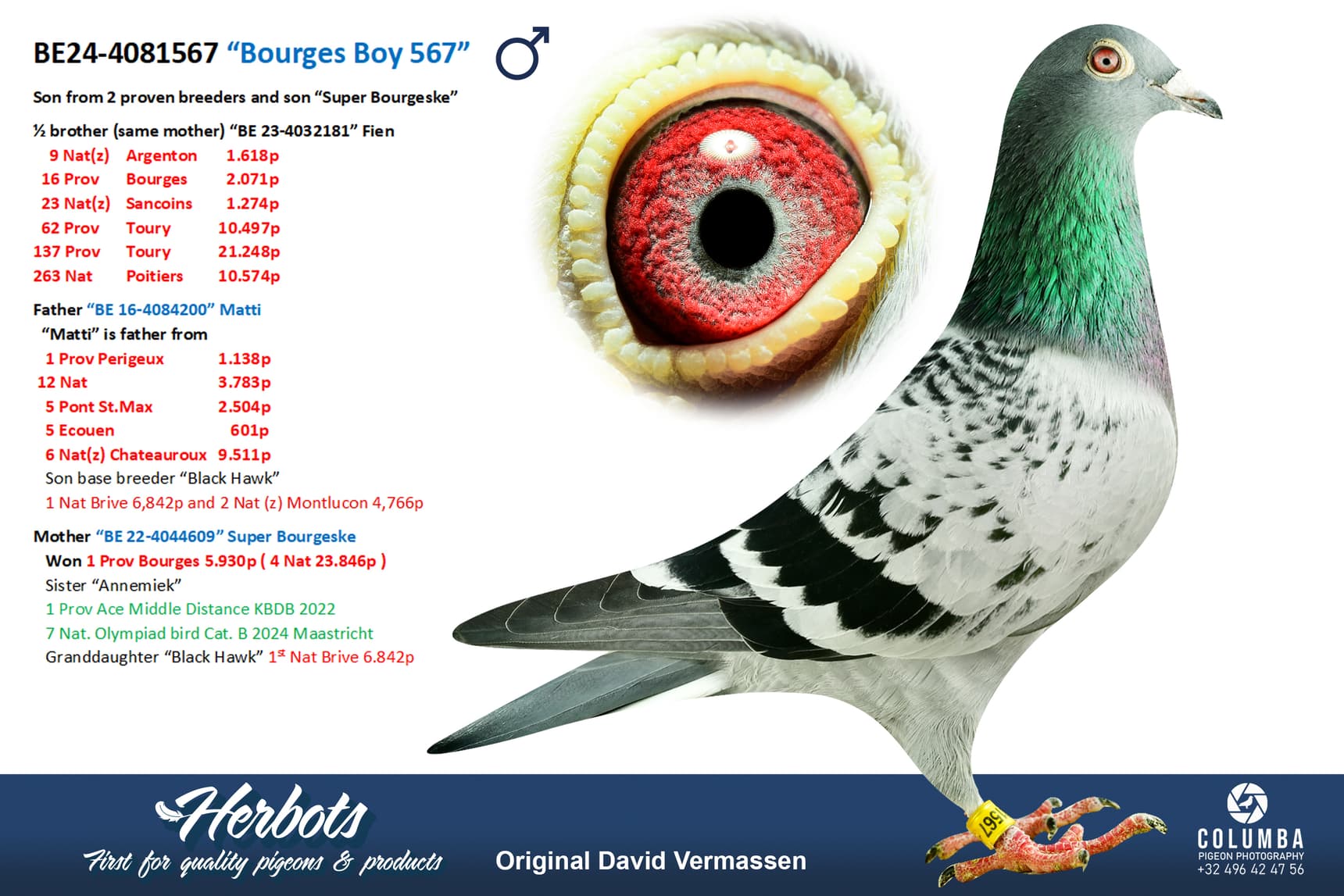 pigeon: undefined