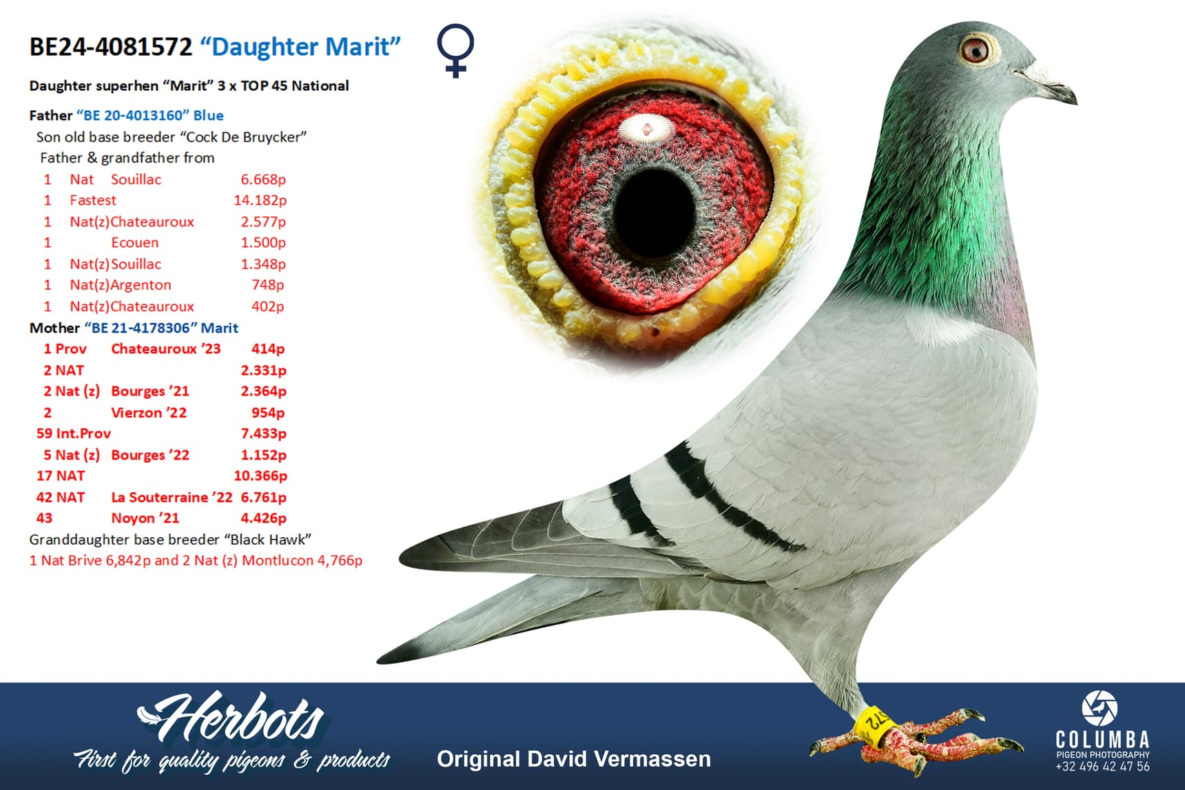 pigeon: undefined