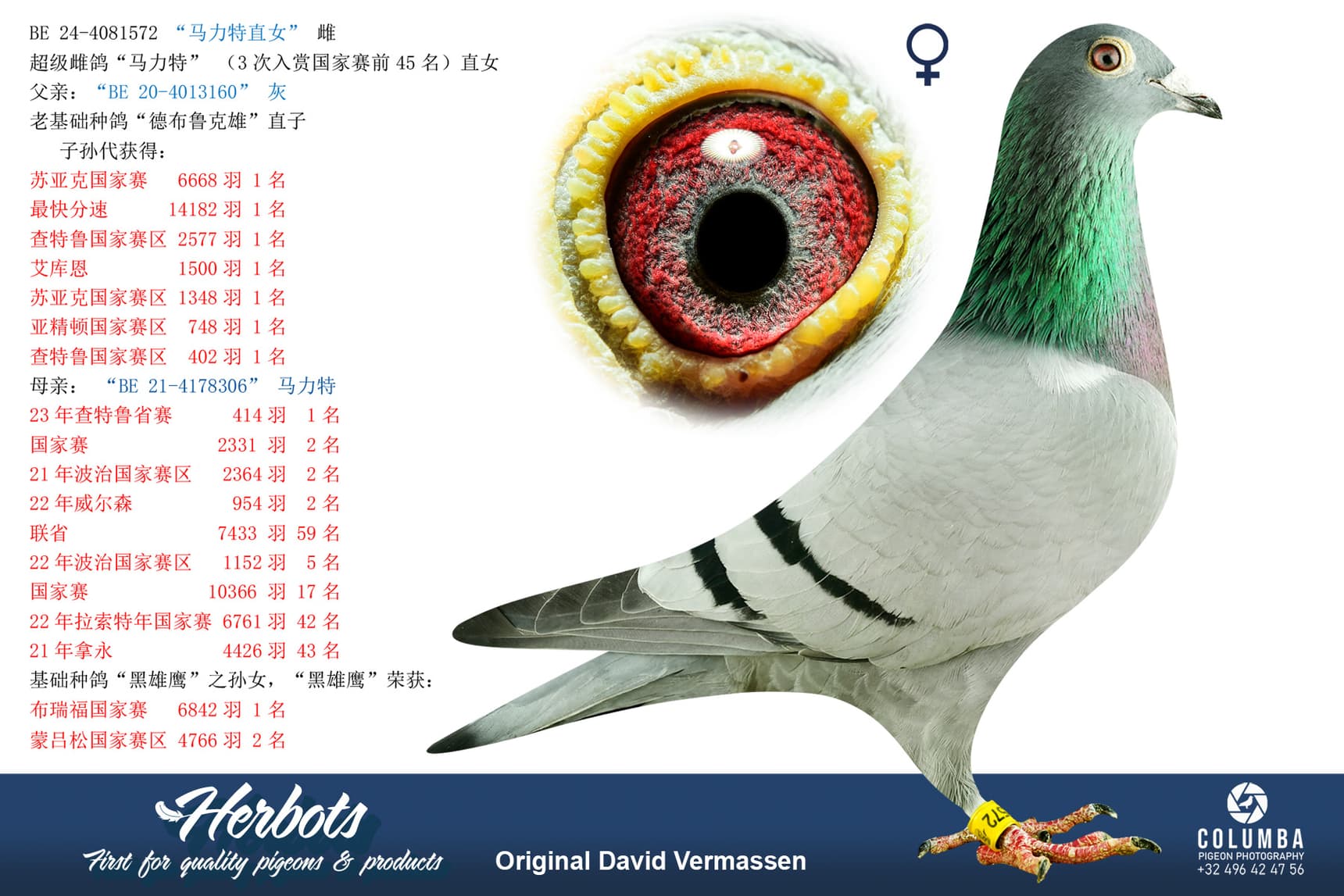 pigeon: undefined