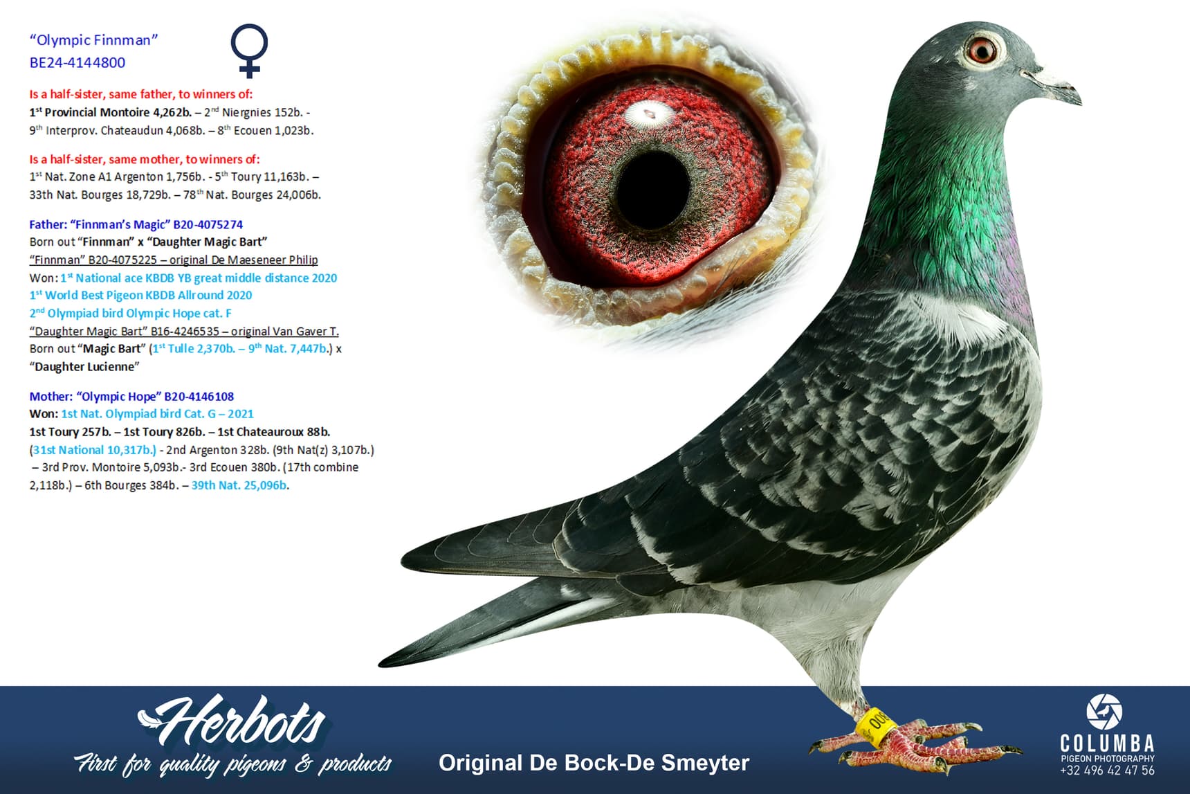 pigeon: undefined