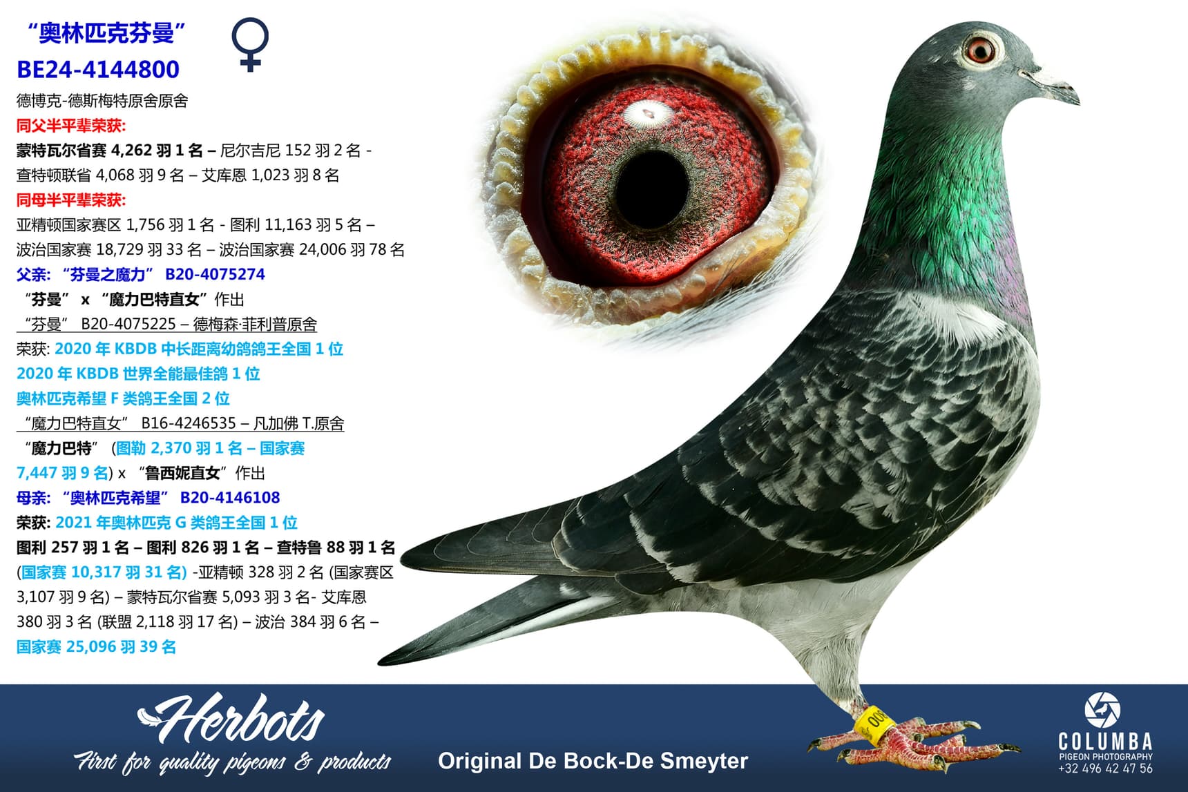 pigeon: undefined