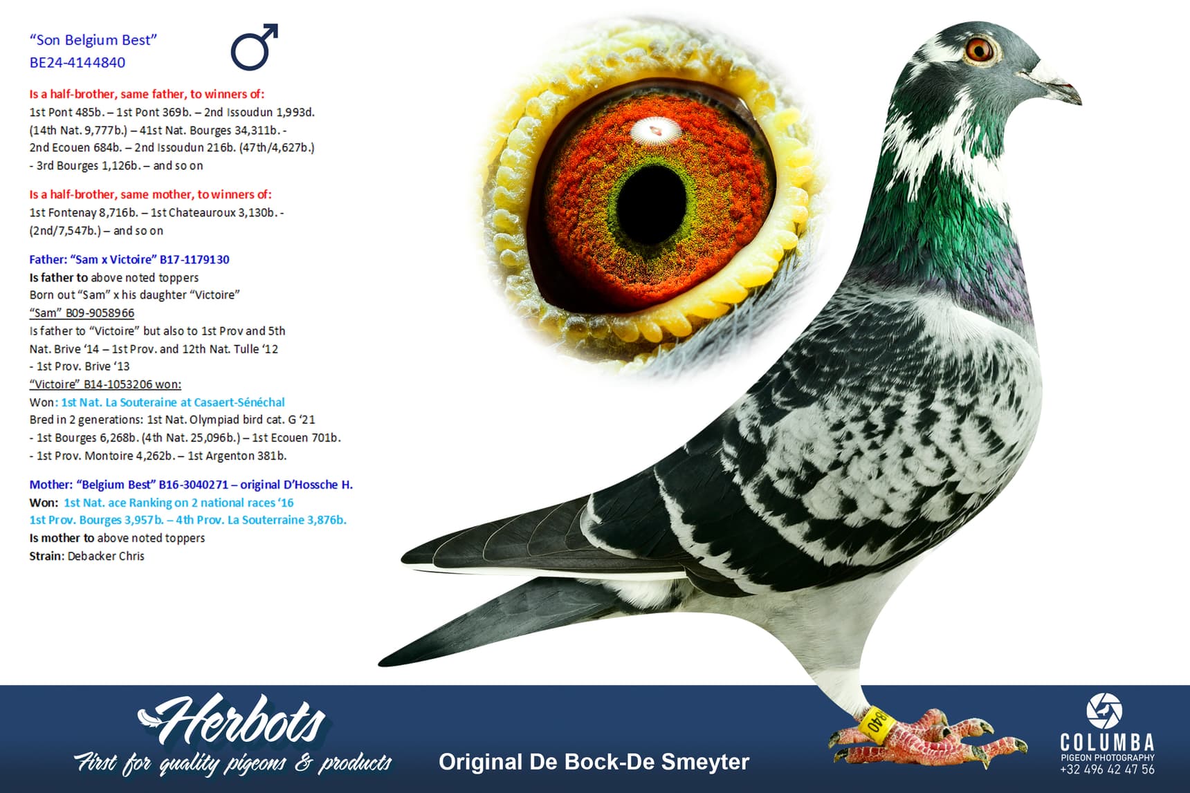 pigeon: undefined