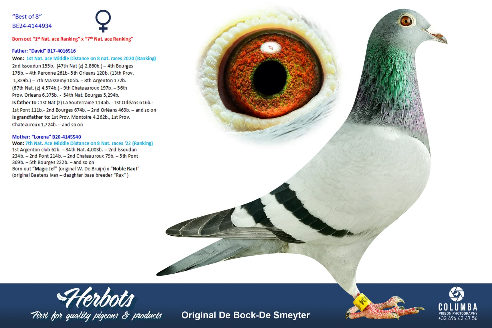 pigeon: undefined