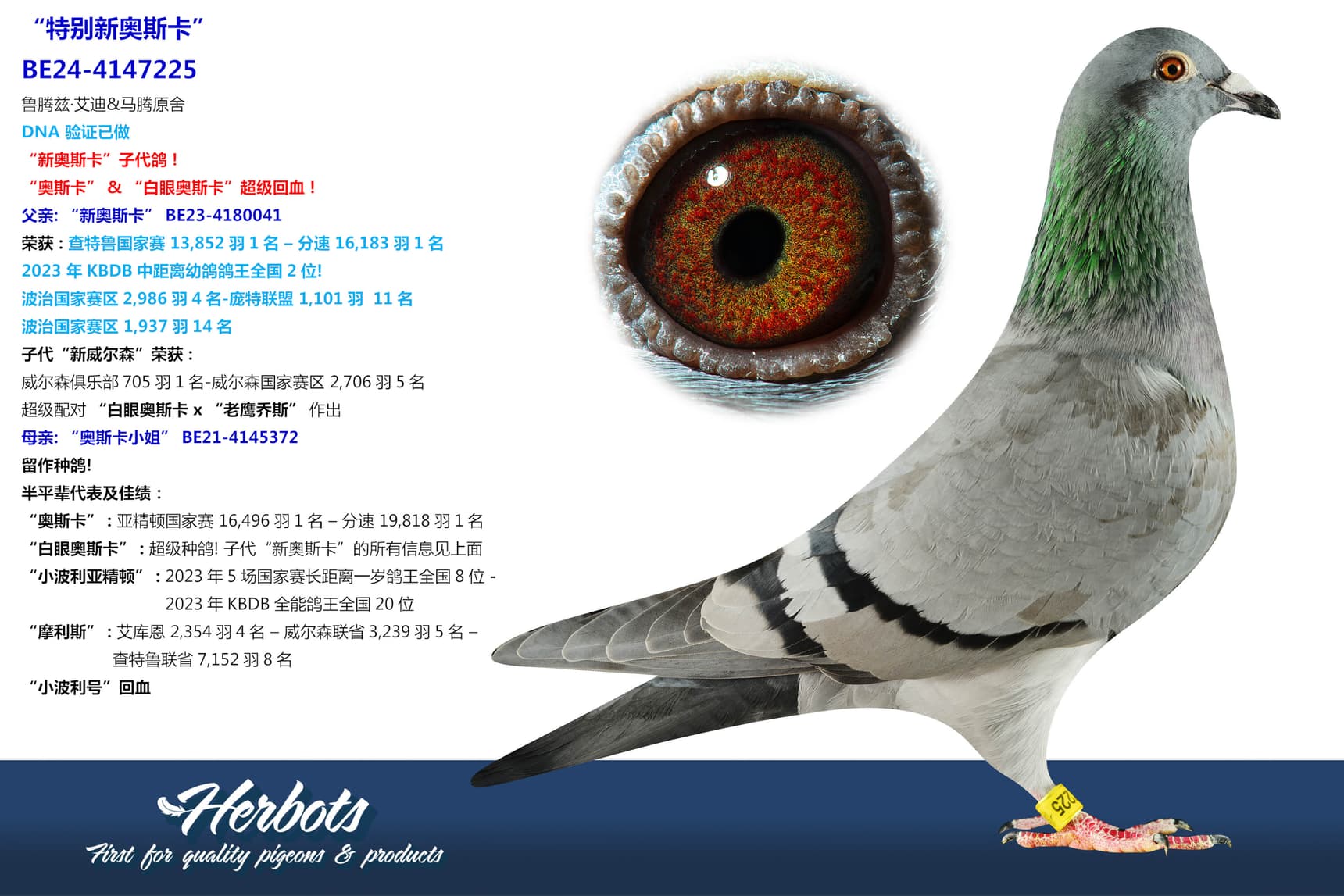 pigeon: undefined