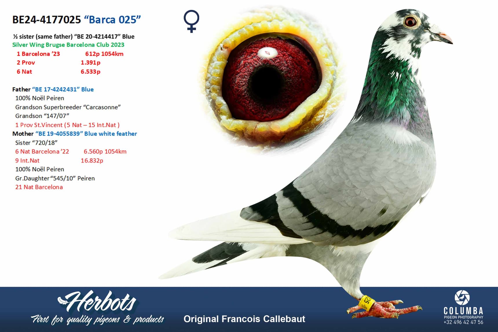 pigeon: undefined