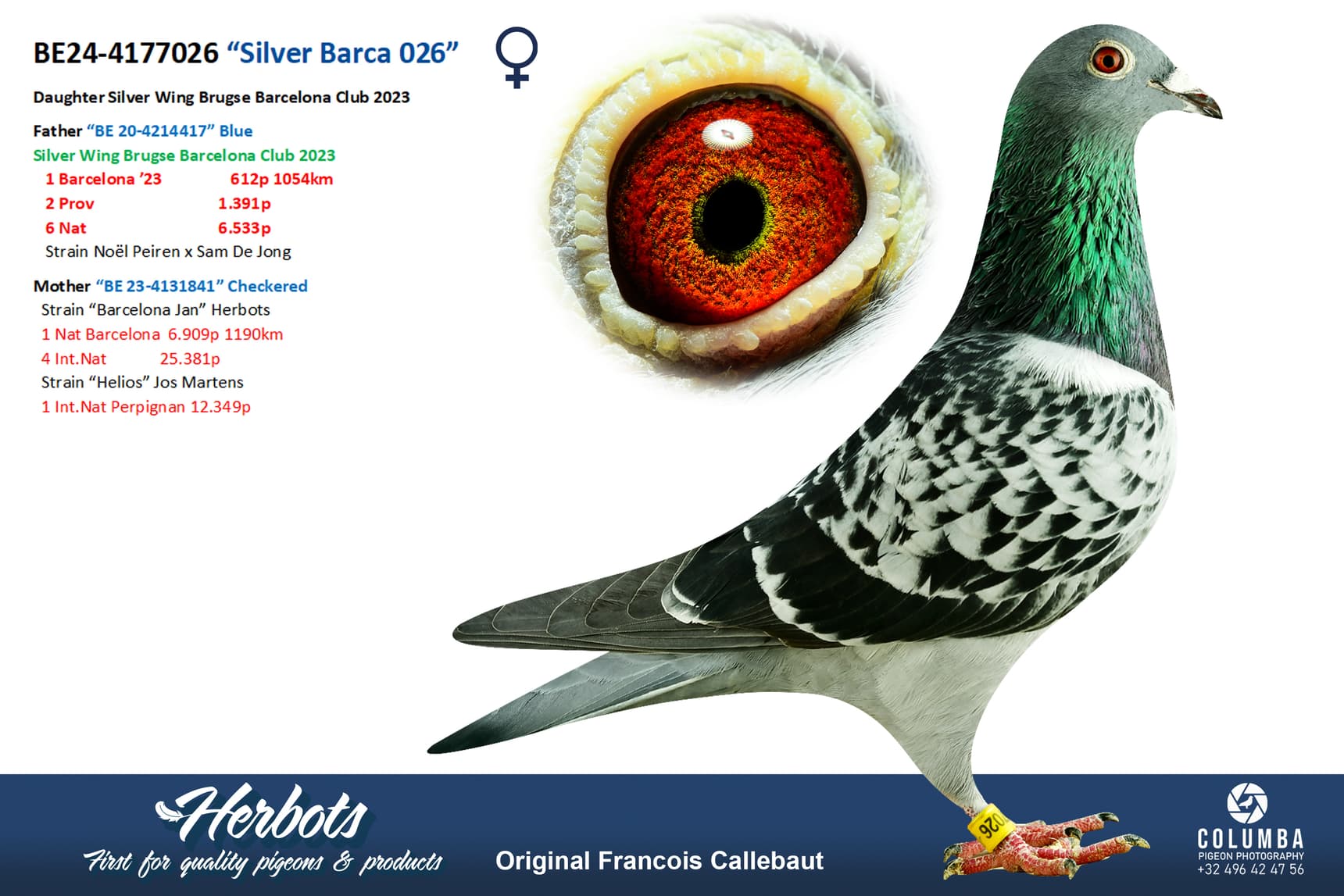 pigeon: undefined