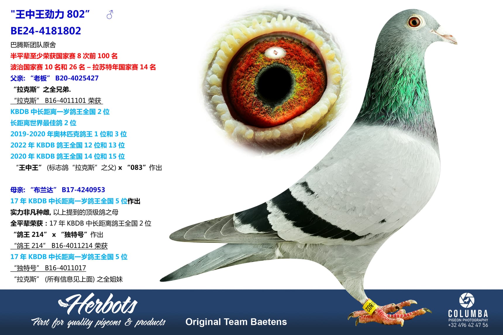 pigeon: undefined