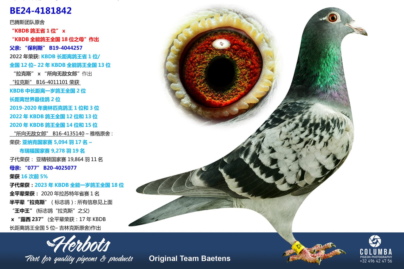 pigeon: undefined
