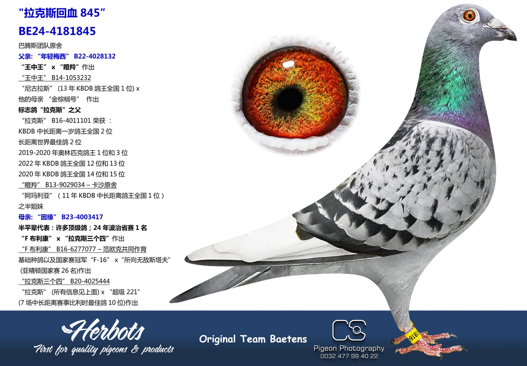 pigeon: undefined