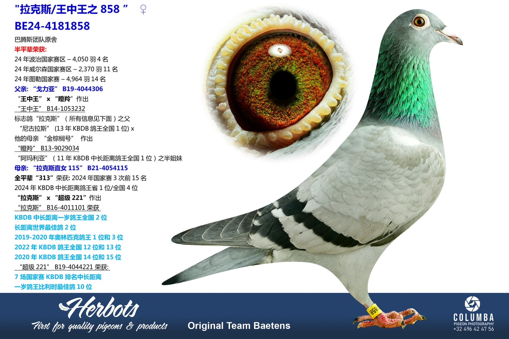 pigeon: undefined