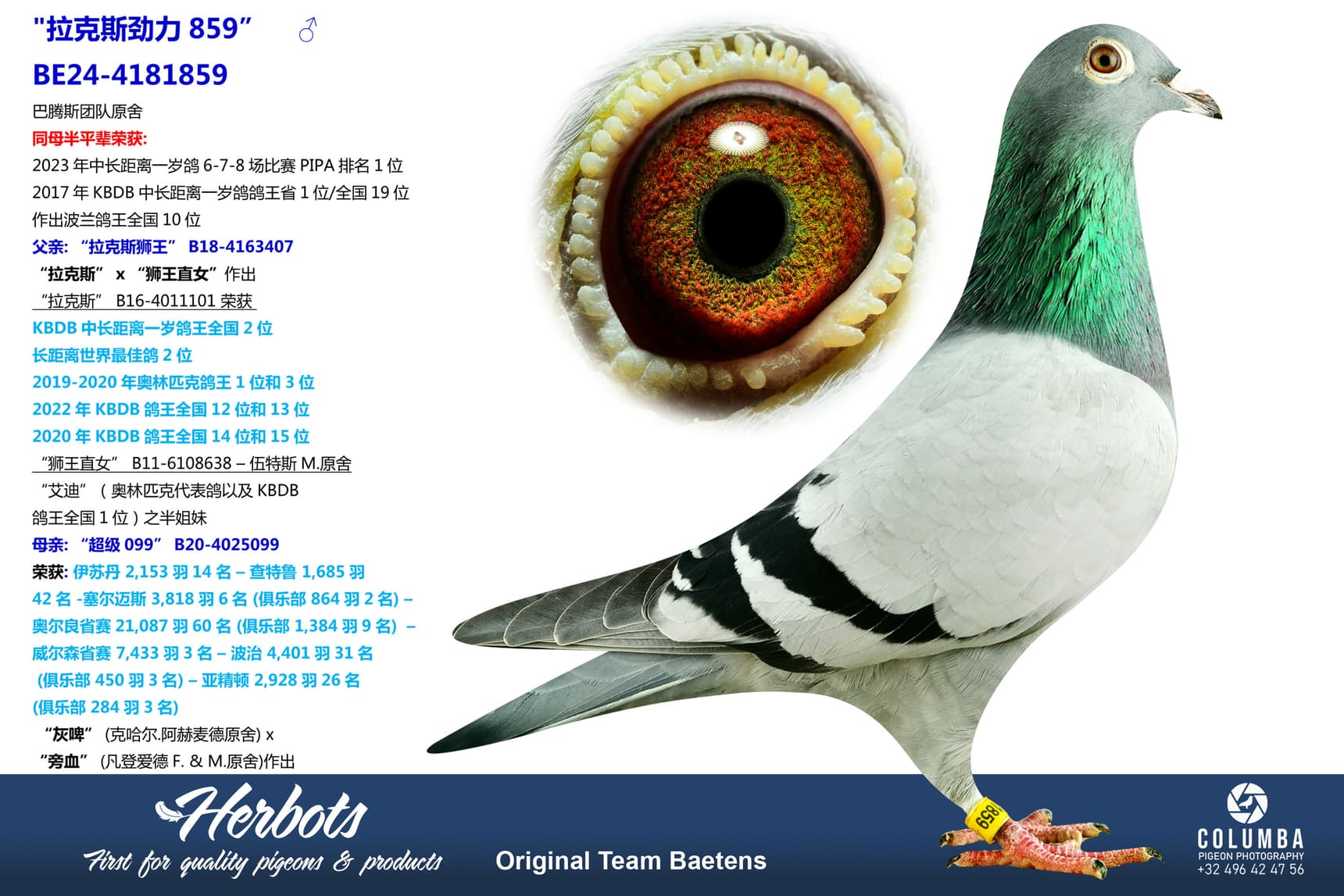 pigeon: undefined
