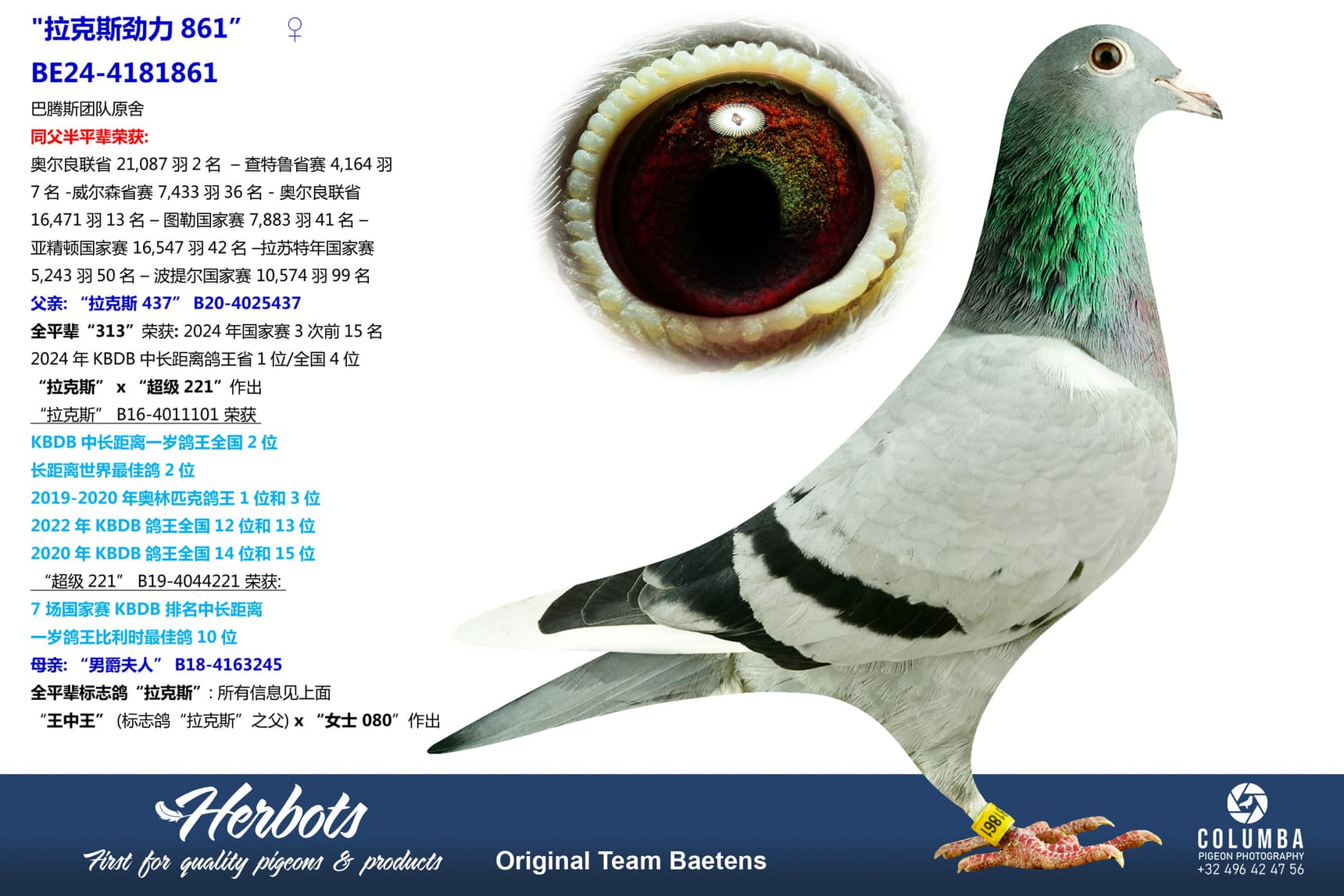 pigeon: undefined