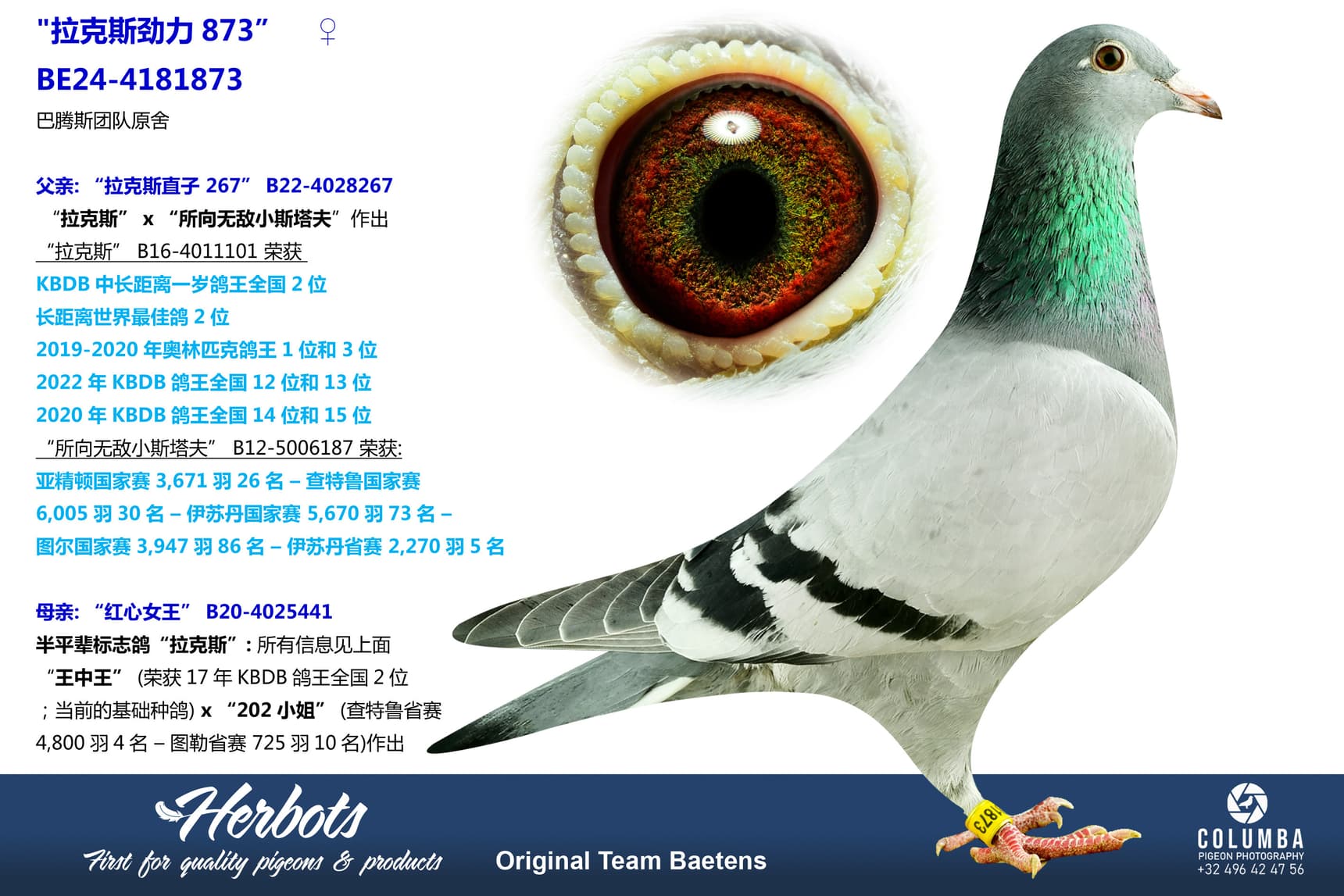 pigeon: undefined