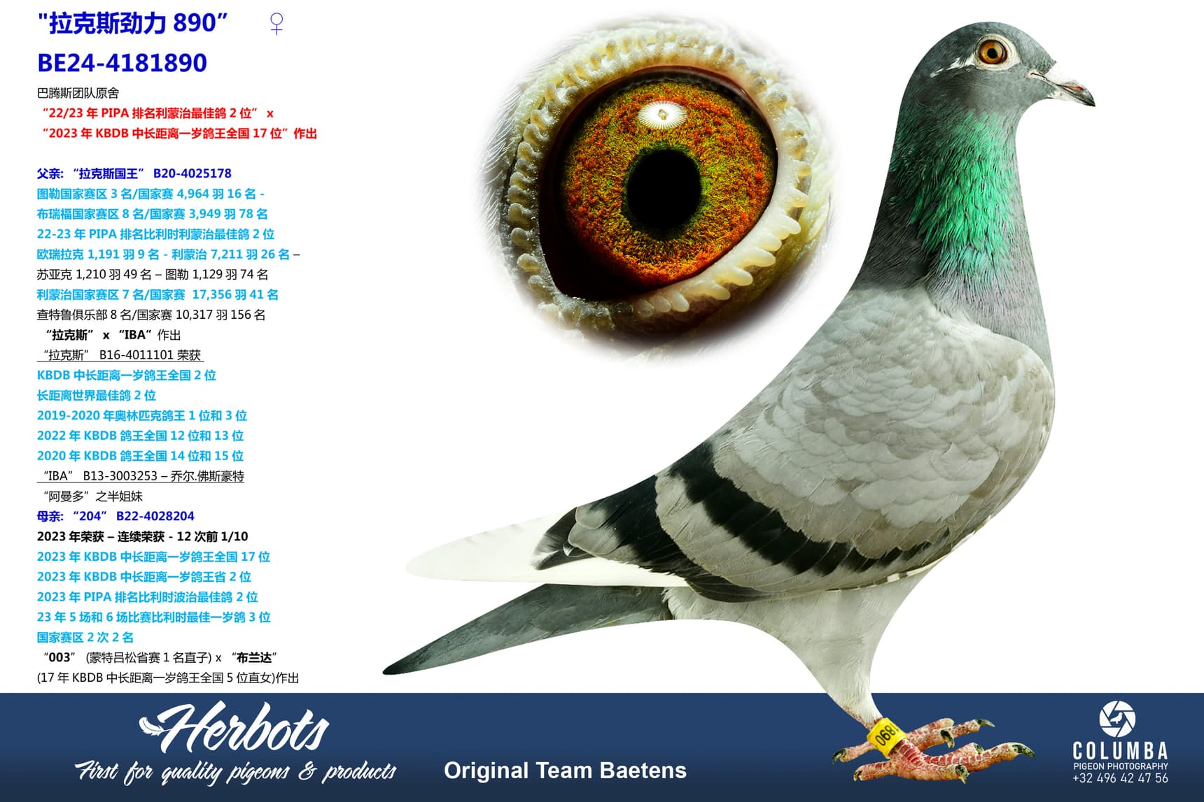 pigeon: undefined