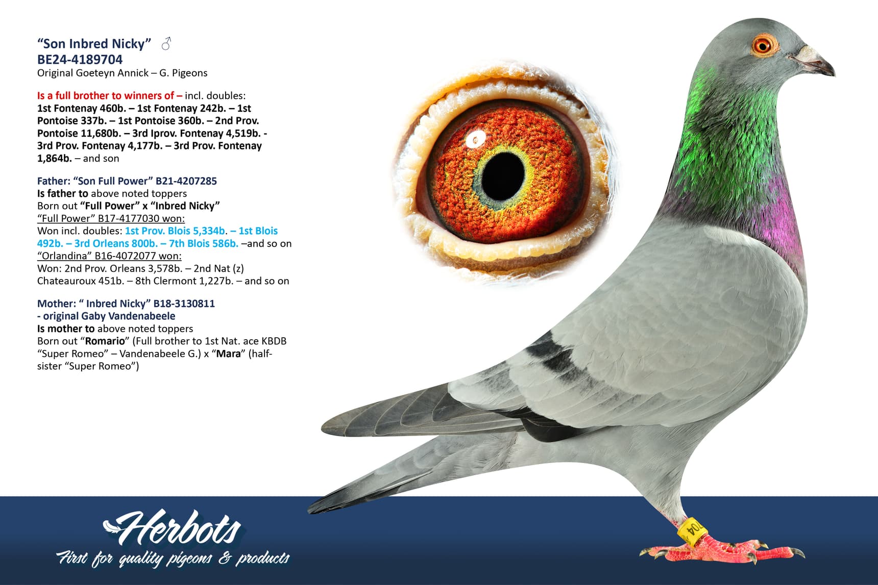 pigeon: undefined