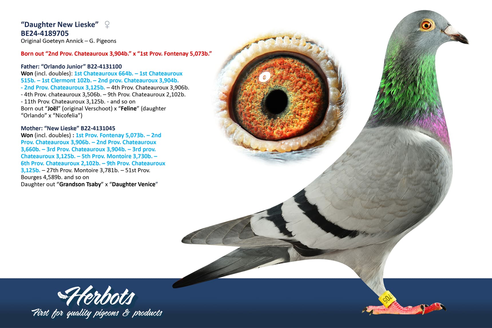 pigeon: undefined