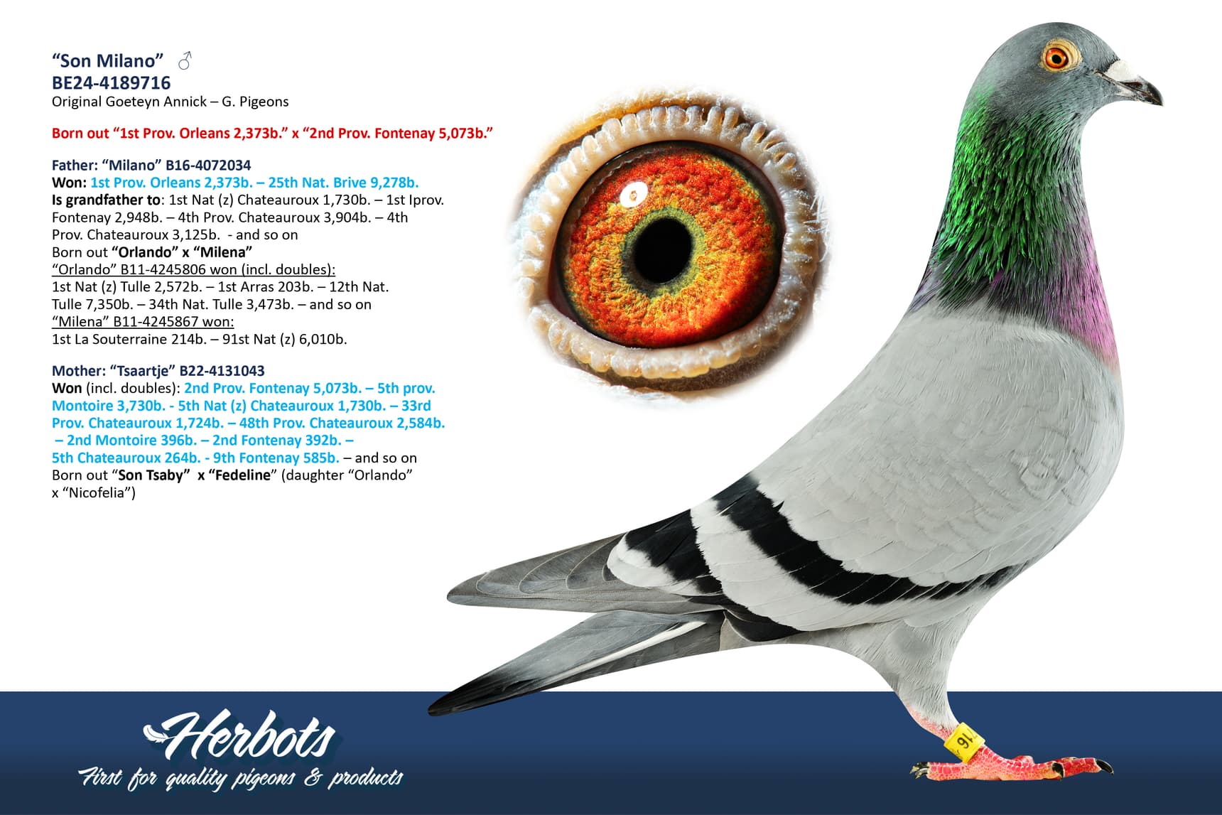 pigeon: undefined