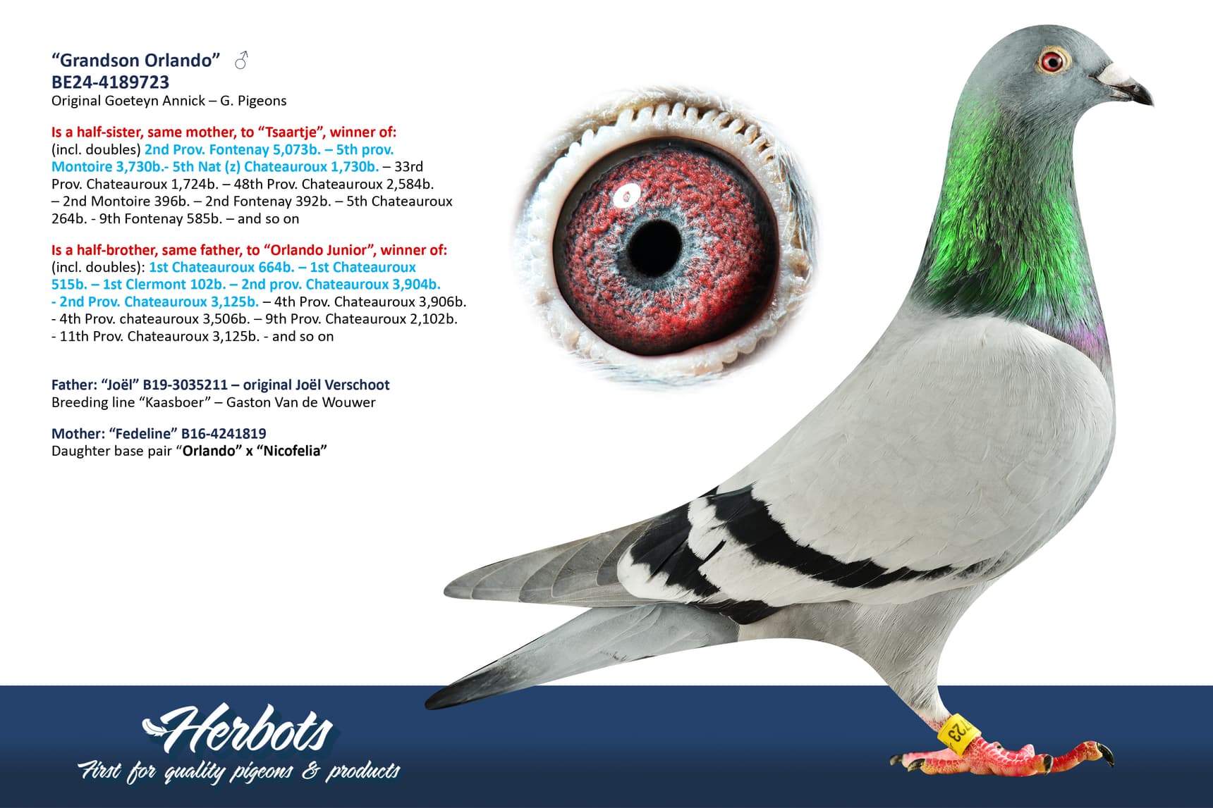 pigeon: undefined