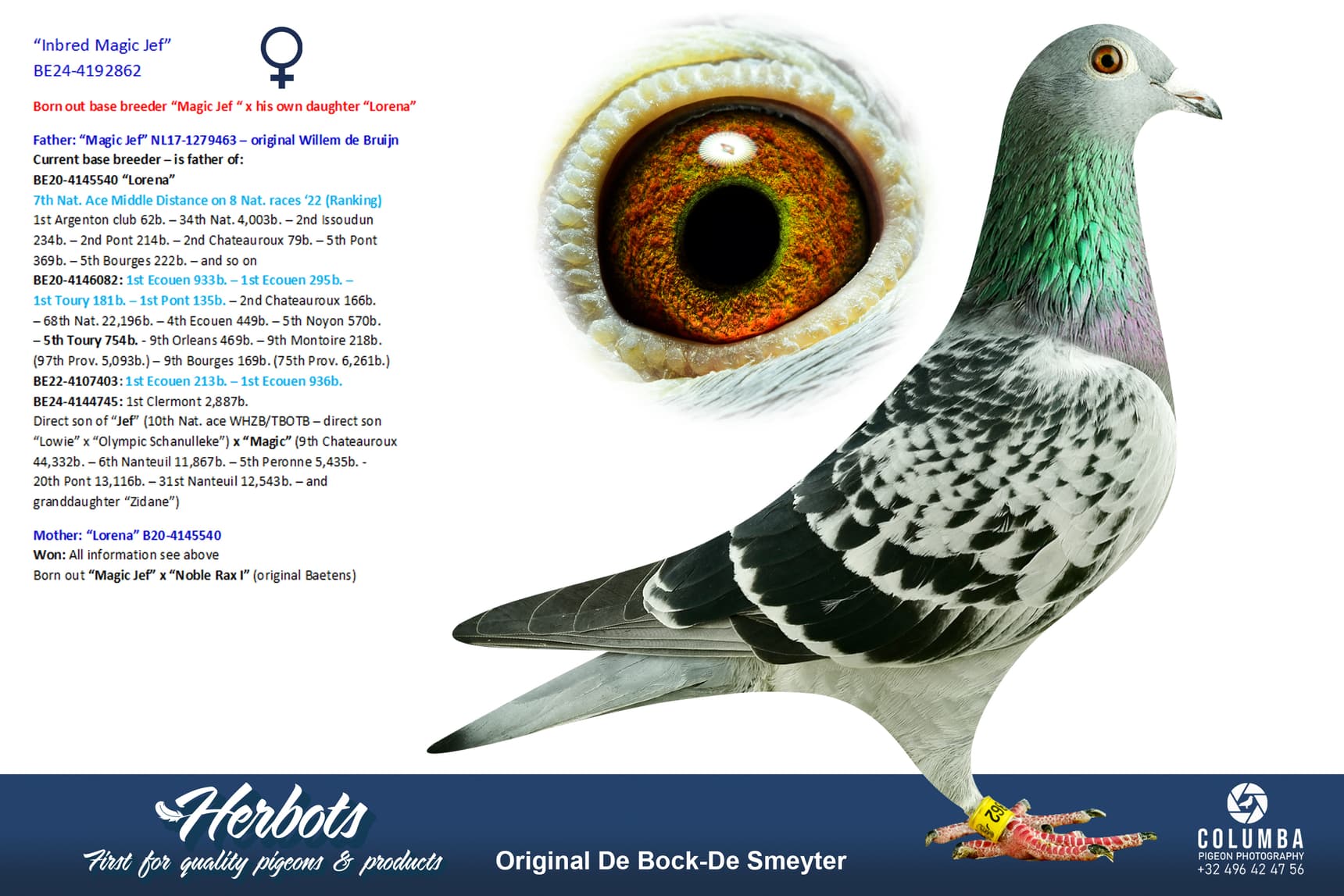 pigeon: undefined