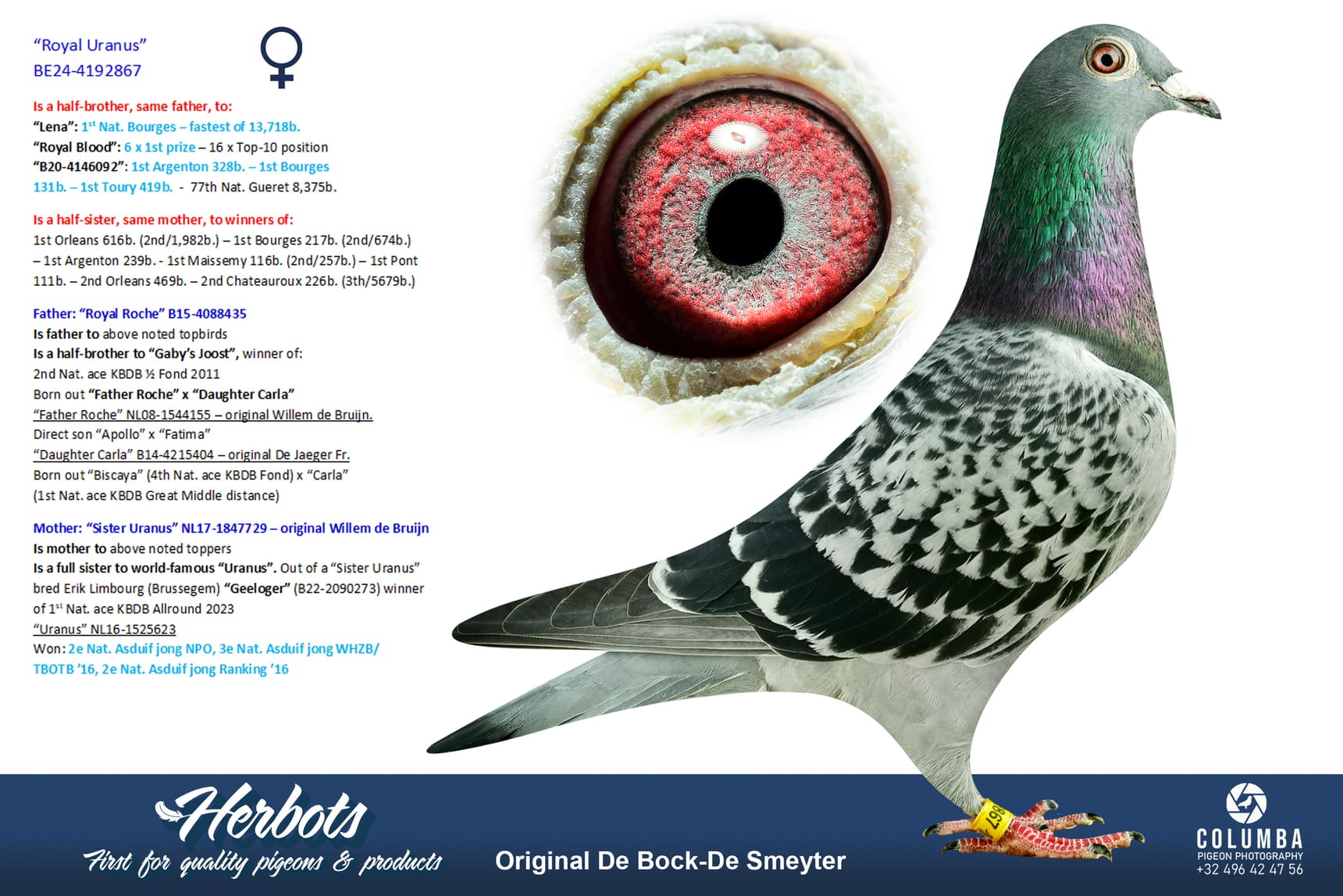 pigeon: undefined