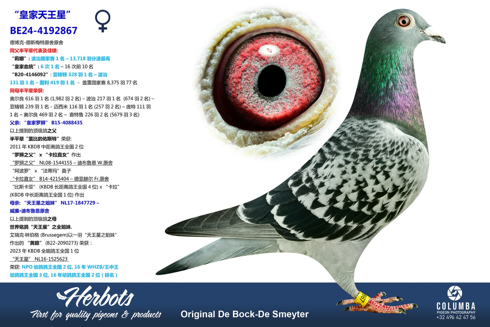 pigeon: undefined