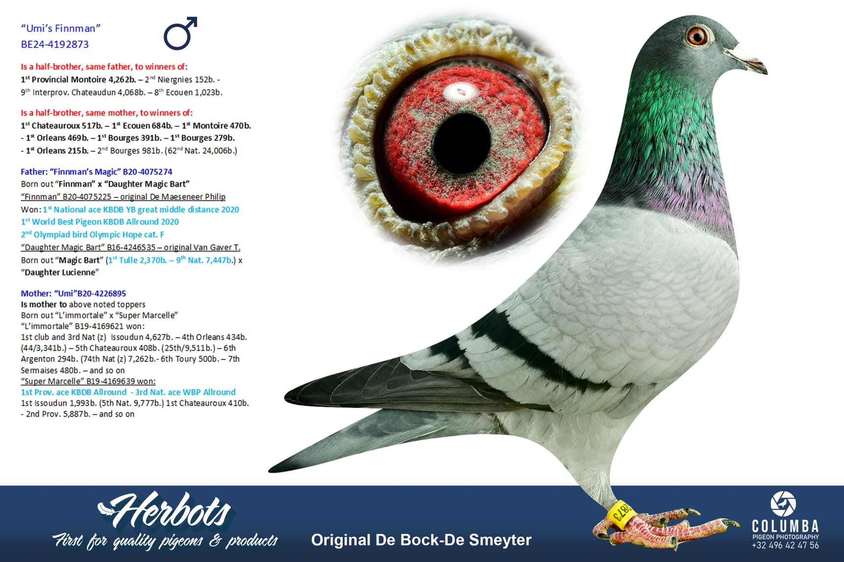 pigeon: undefined