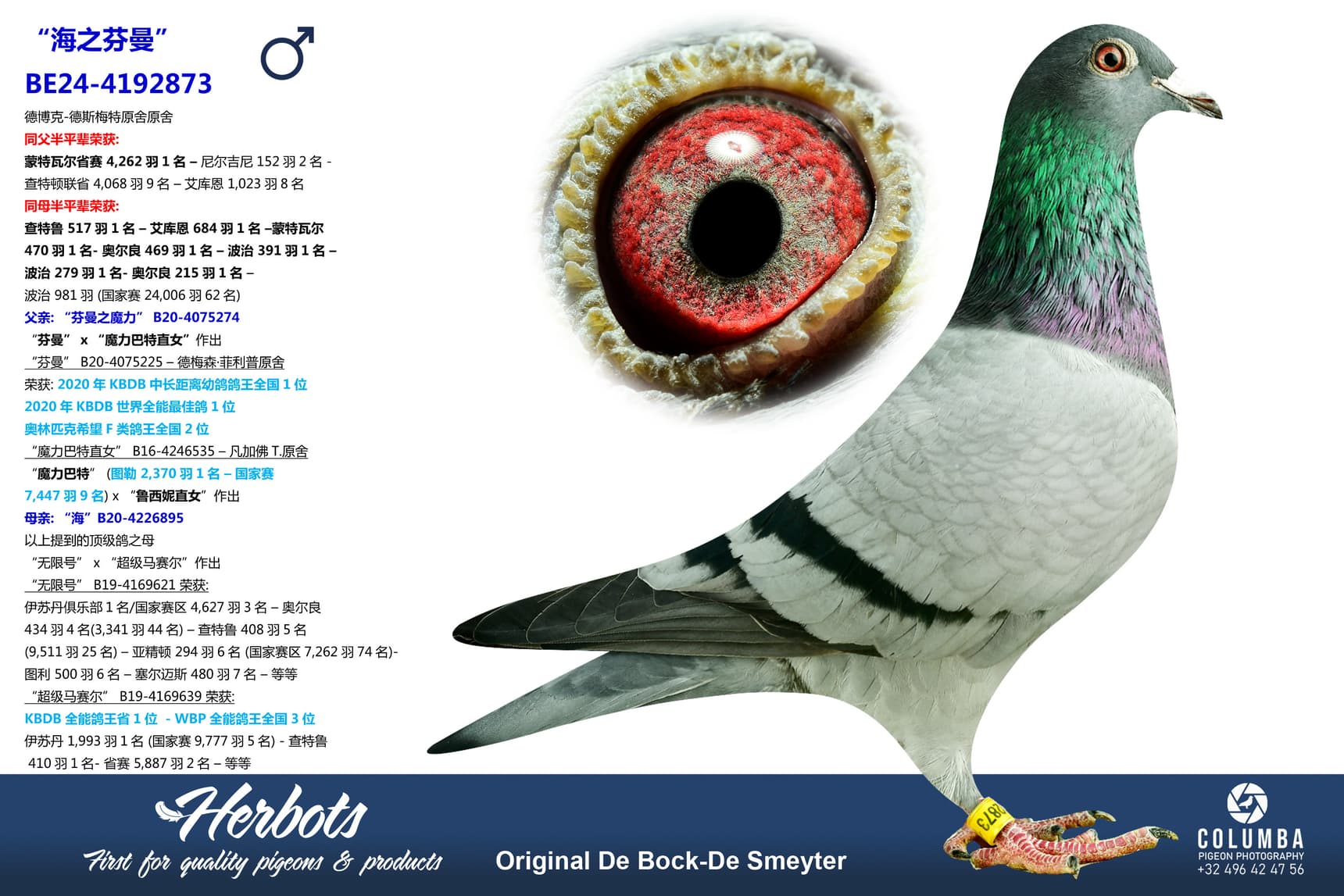 pigeon: undefined
