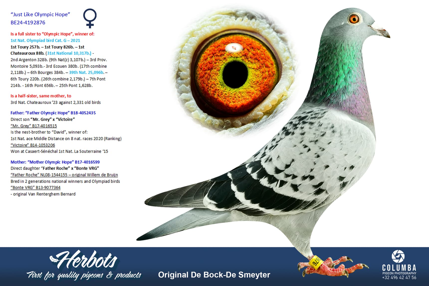 pigeon: undefined