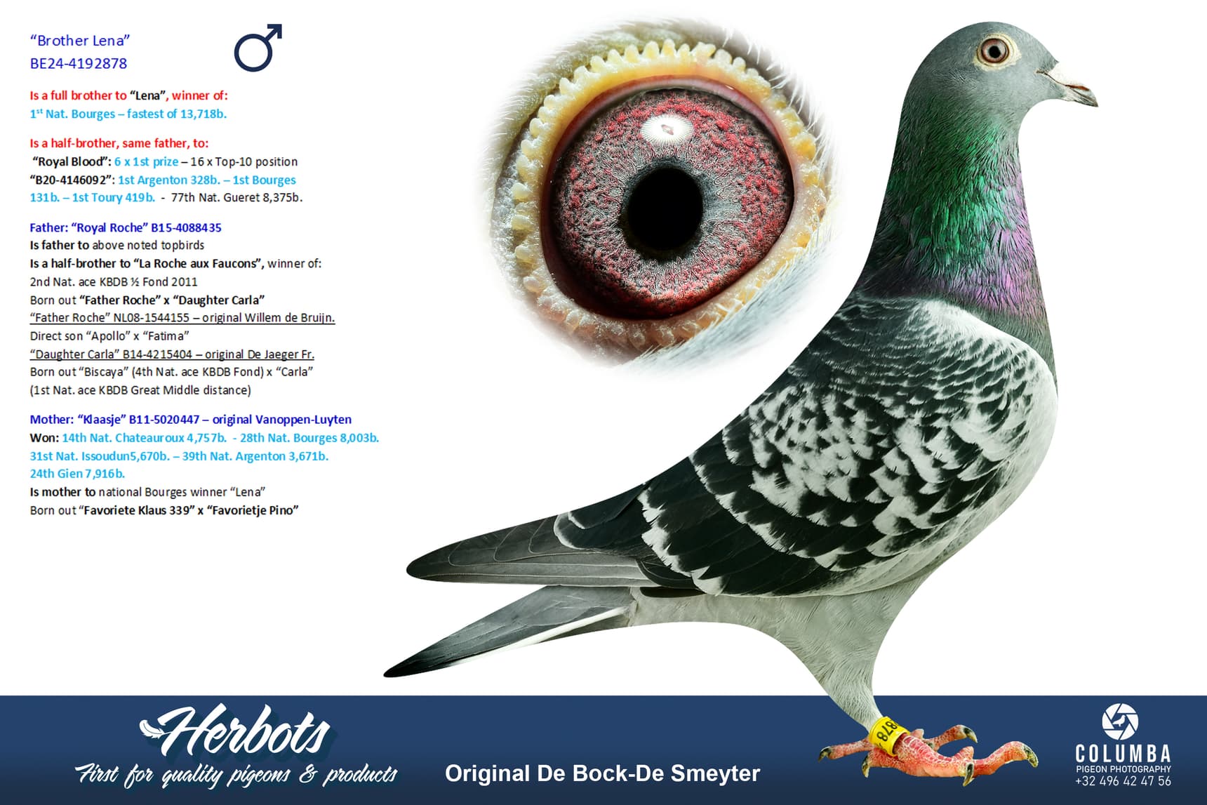 pigeon: undefined