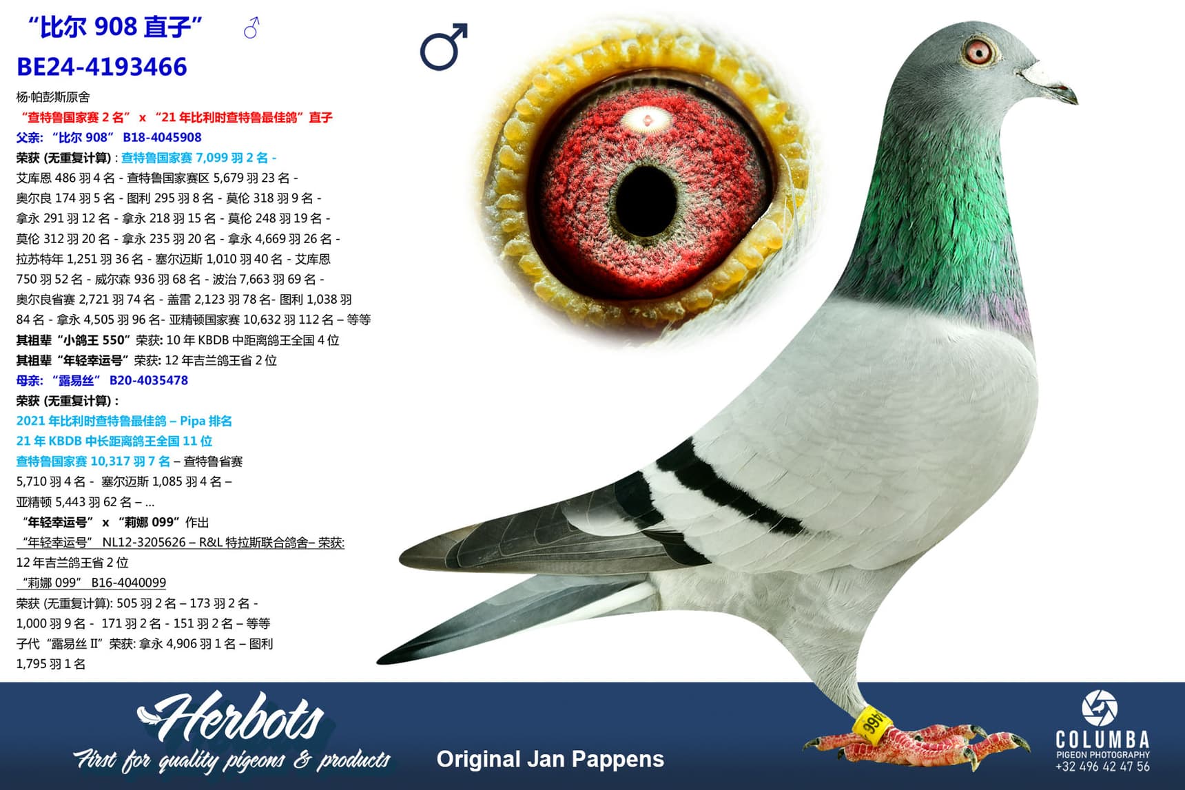 pigeon: undefined