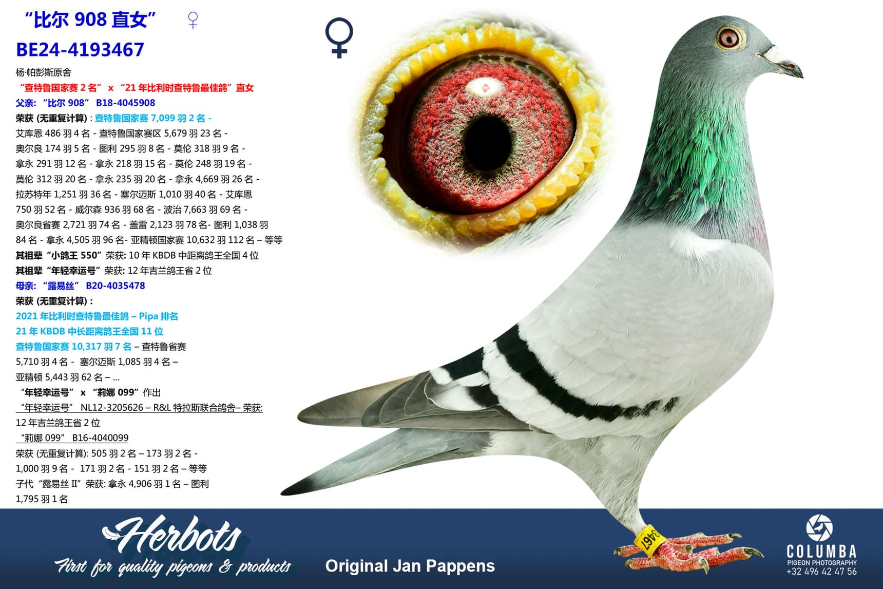 pigeon: undefined
