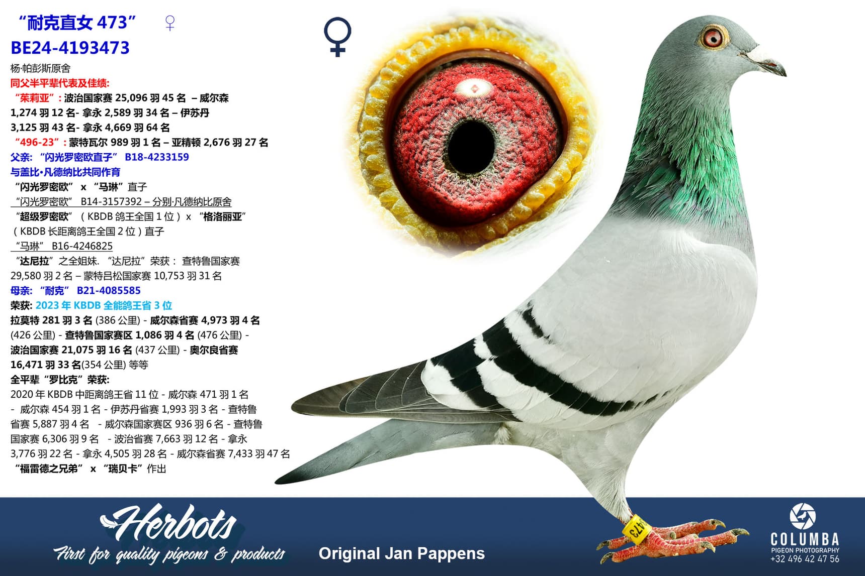 pigeon: undefined