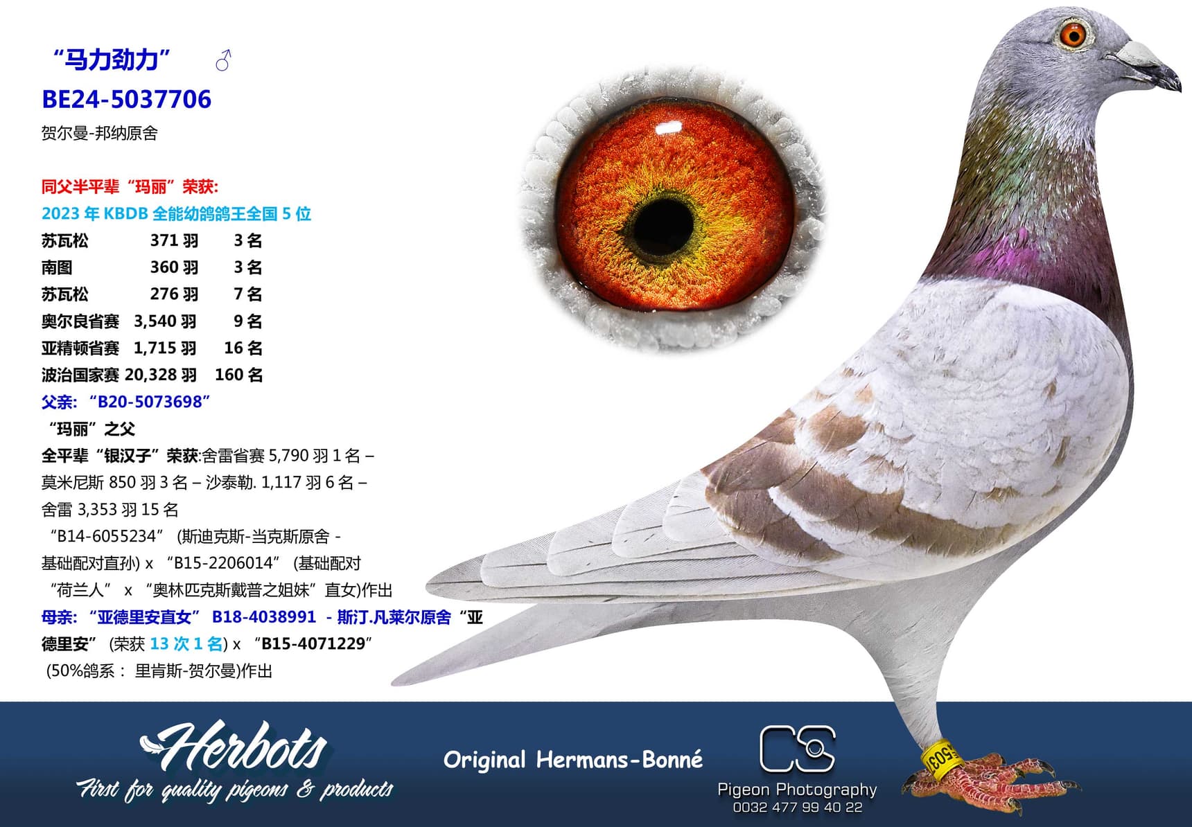 pigeon: undefined