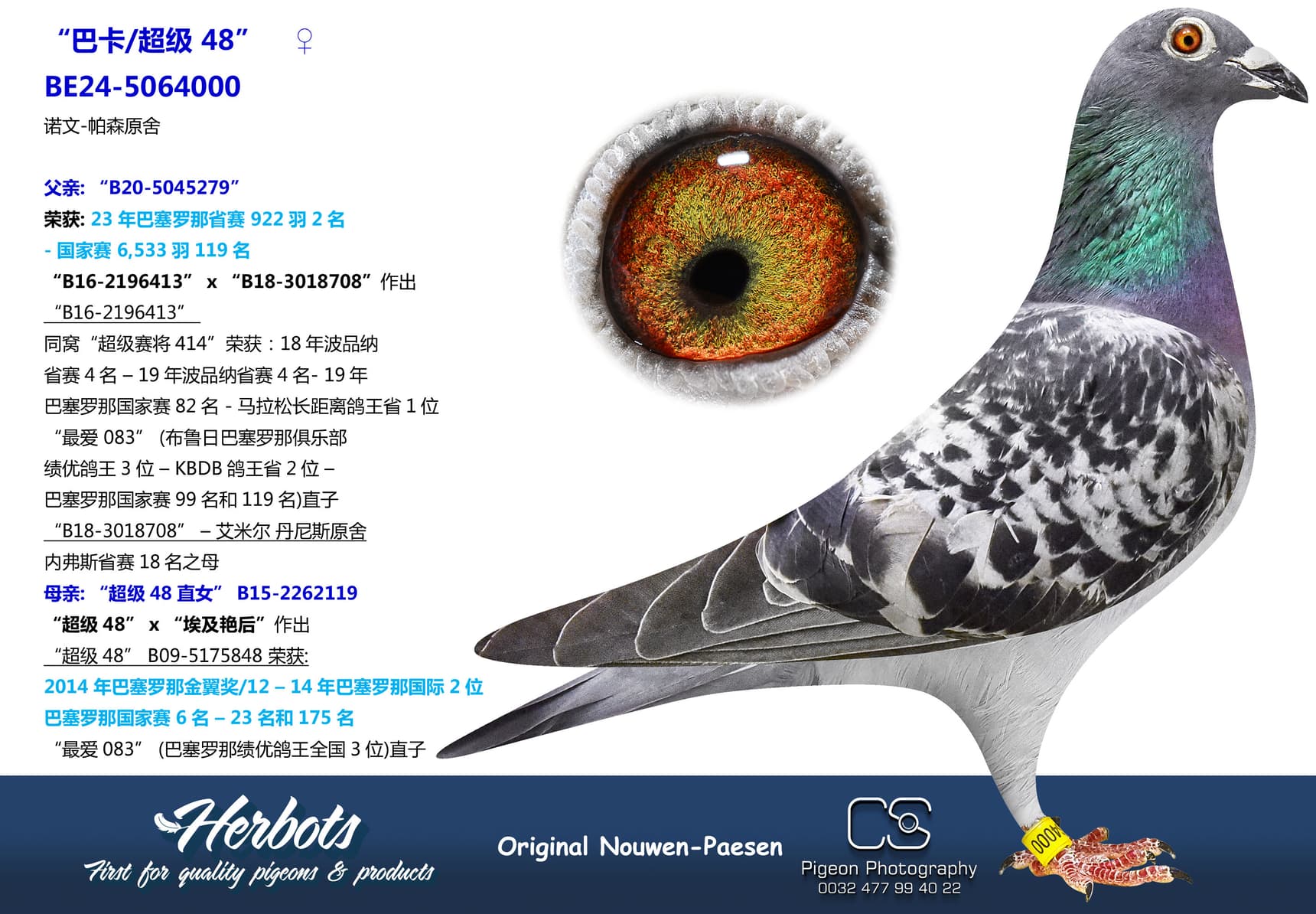 pigeon: undefined