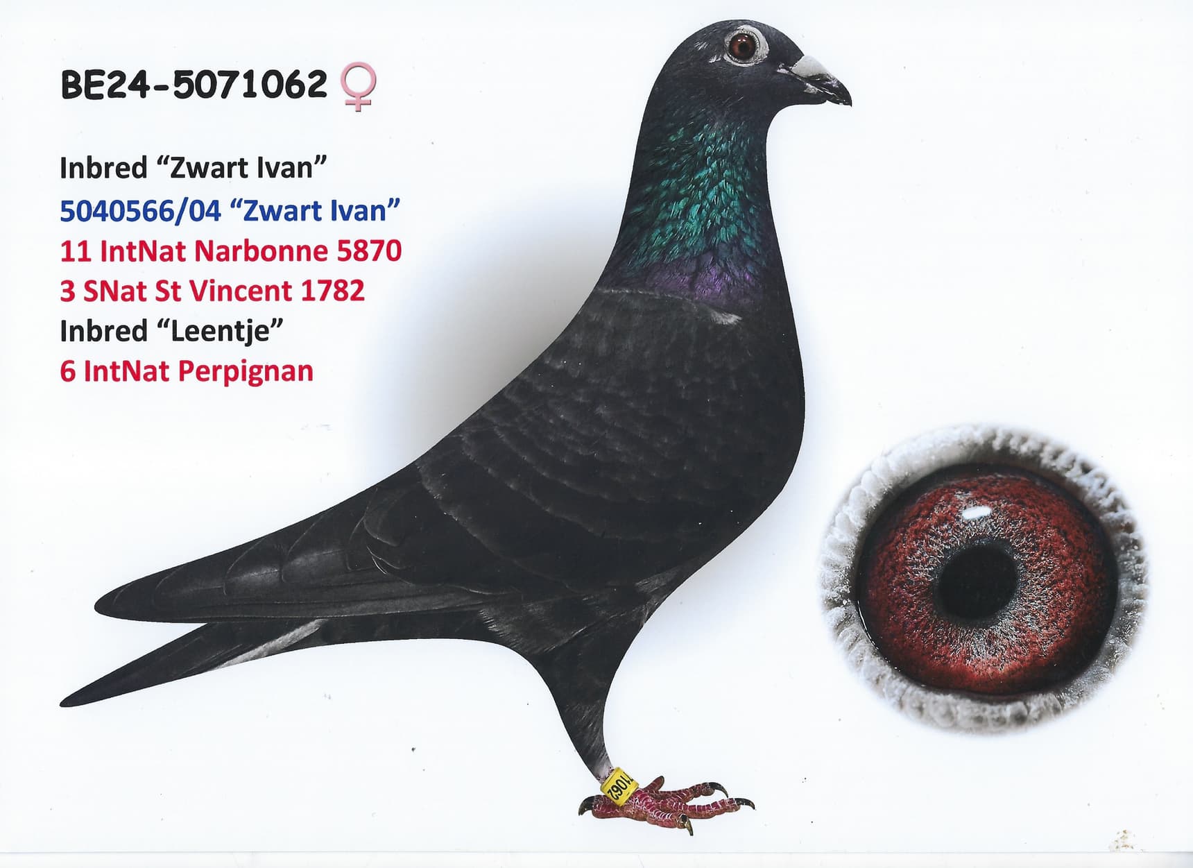 Grandson "Zwart Ivan" x Inbred "Leentje"