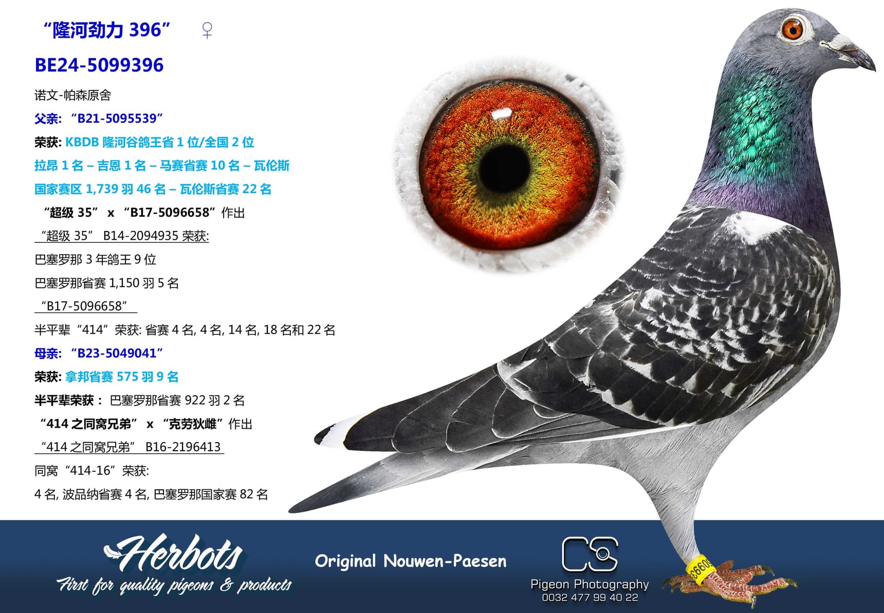 pigeon: undefined