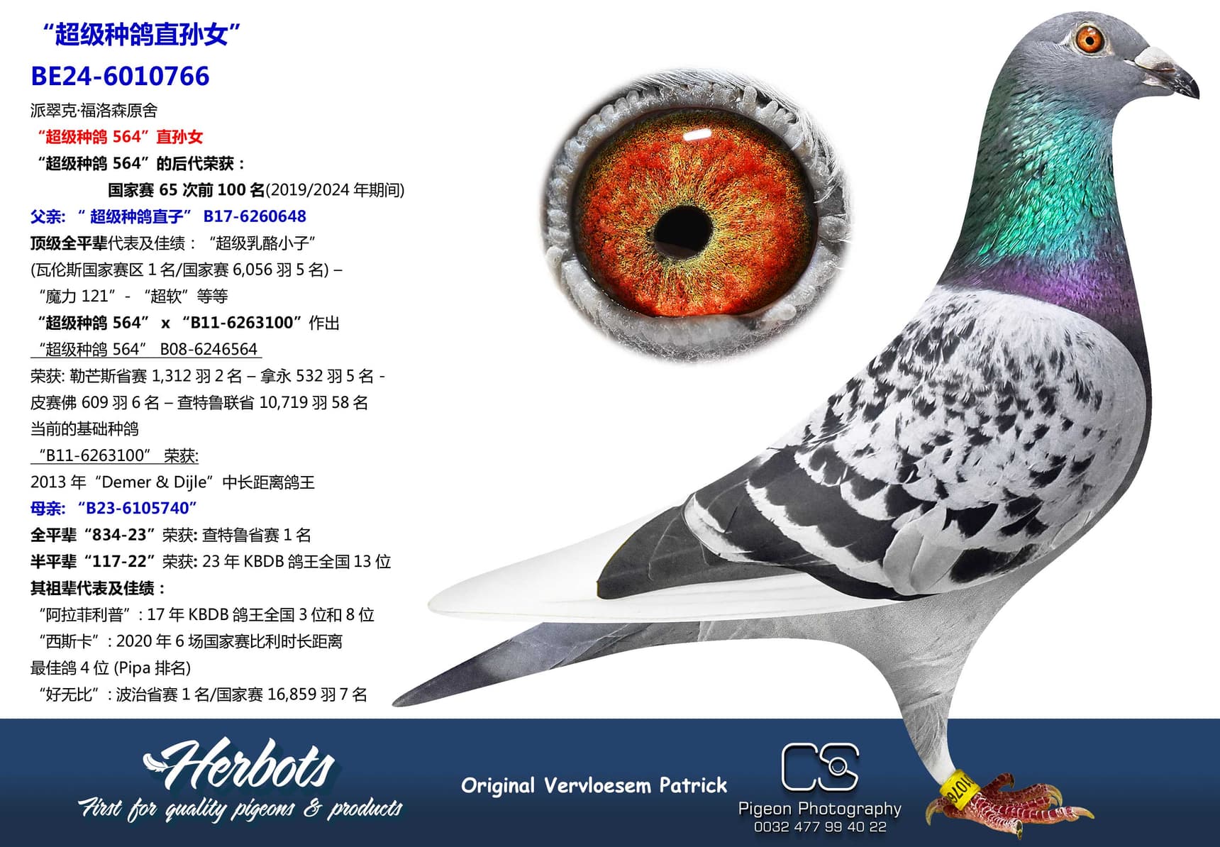 pigeon: undefined
