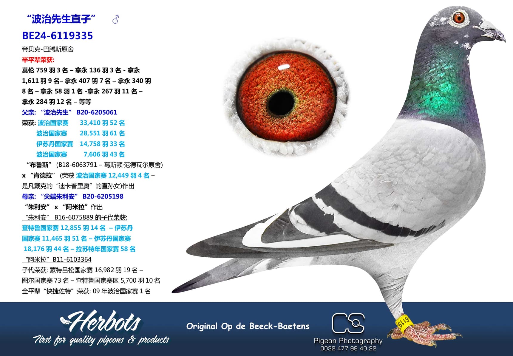 pigeon: undefined