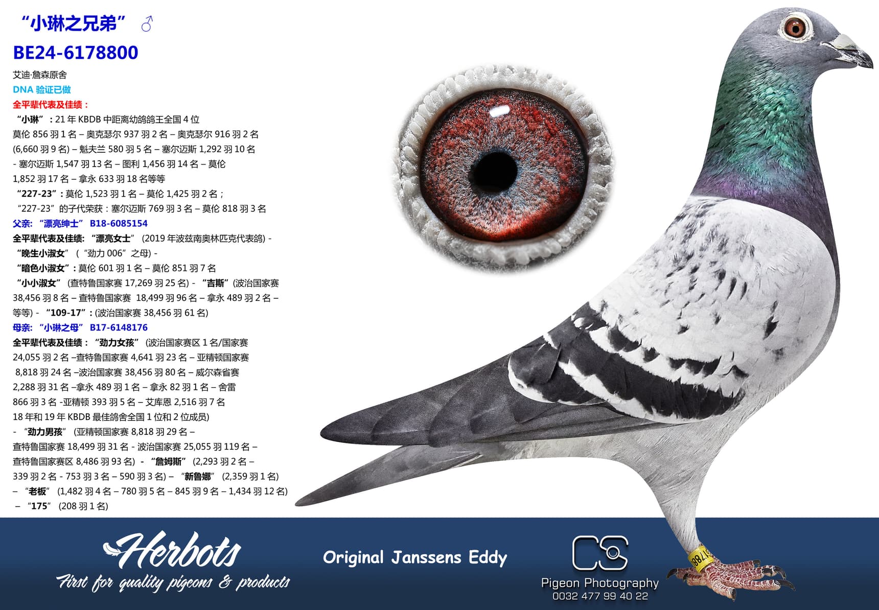 pigeon: undefined