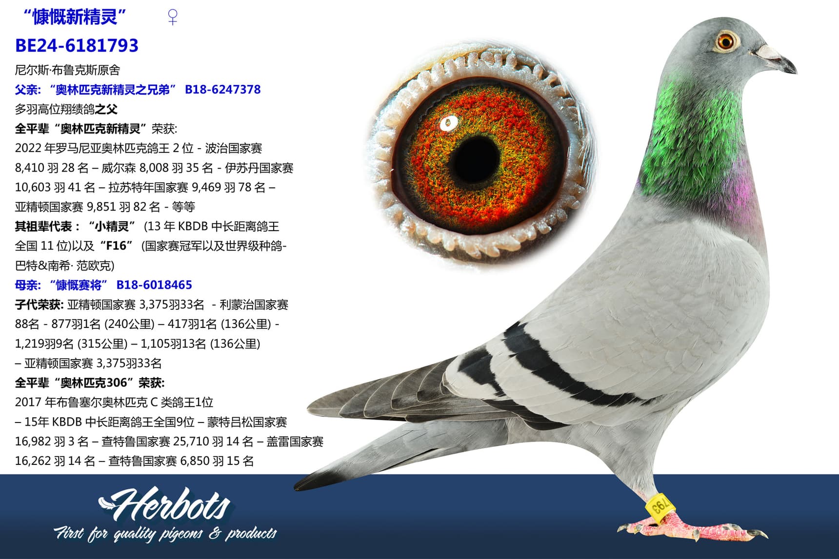 pigeon: undefined