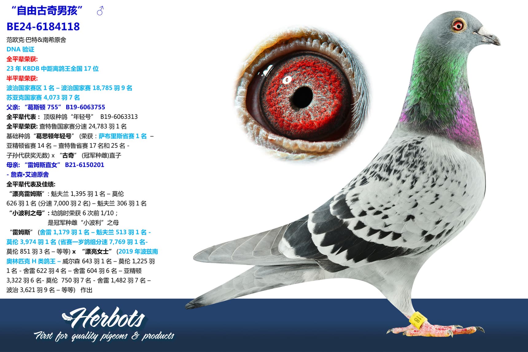 pigeon: undefined